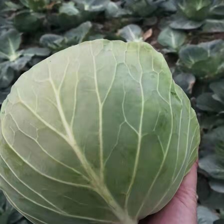 嘉鱼县圆包菜  包菜  优质甘蓝正在大量上市中！