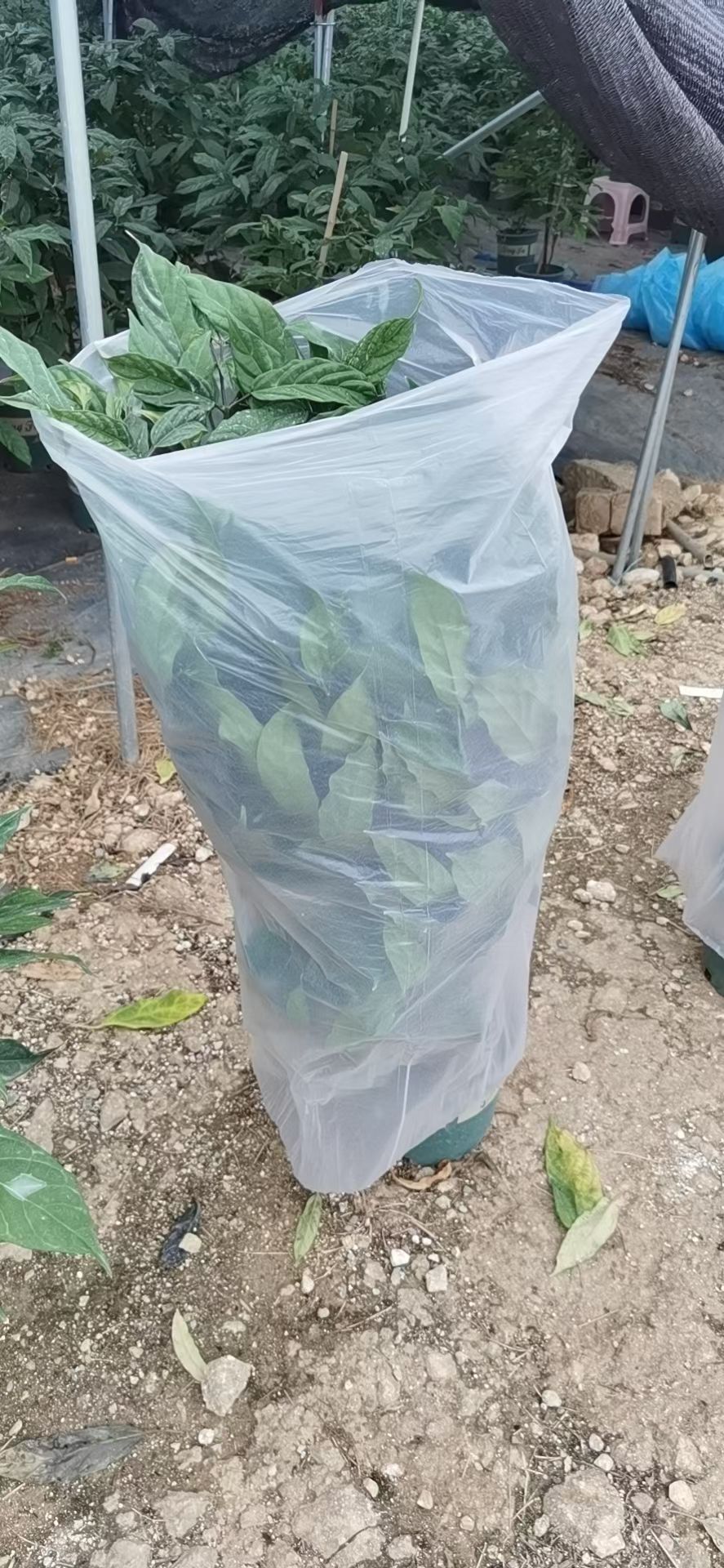 重瓣茉莉 垂丝茉莉基地直销精品网红盆栽