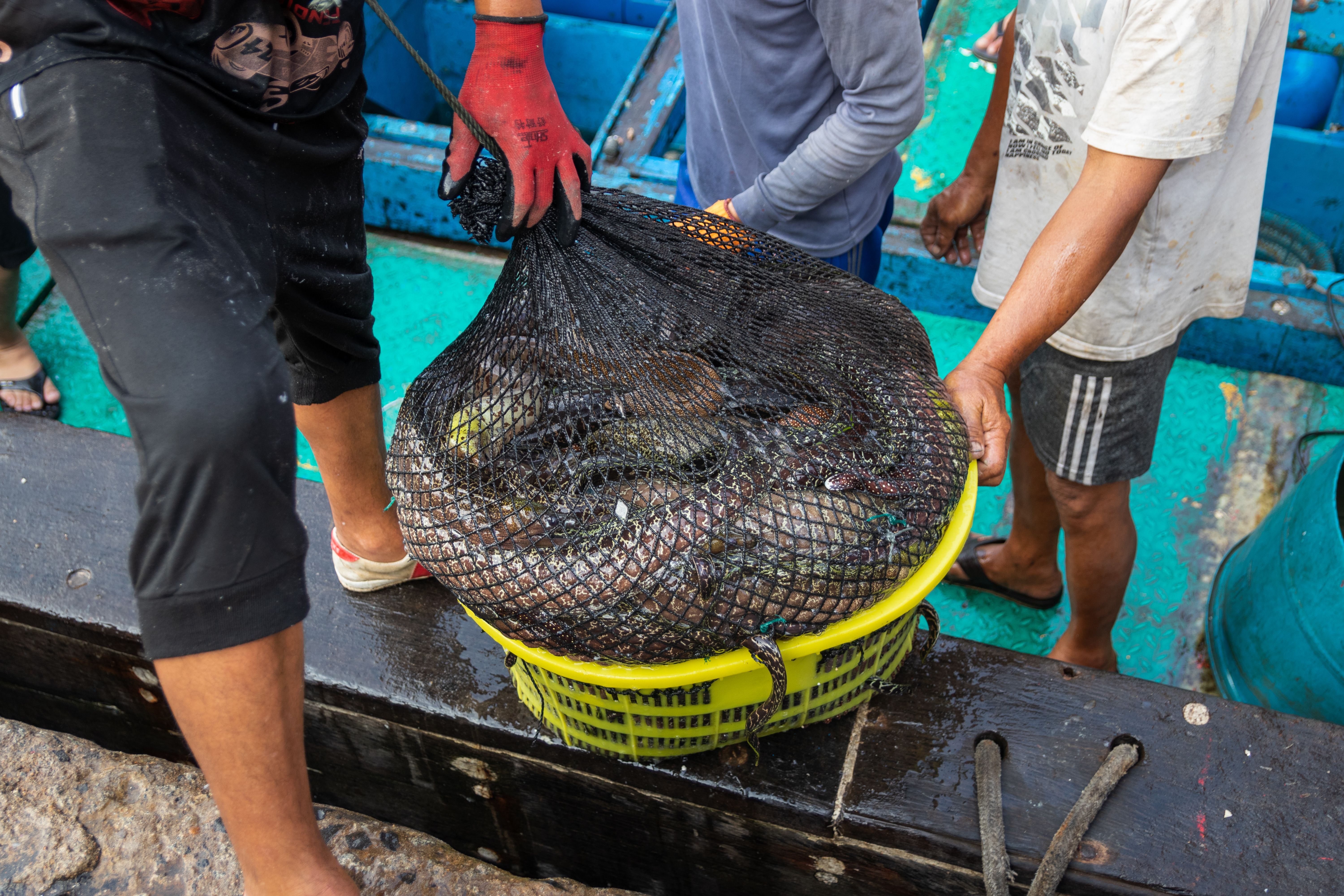  海鳗批发 西沙海鳗供应 活体极冻海鳗批发厂家尽在锦福益海