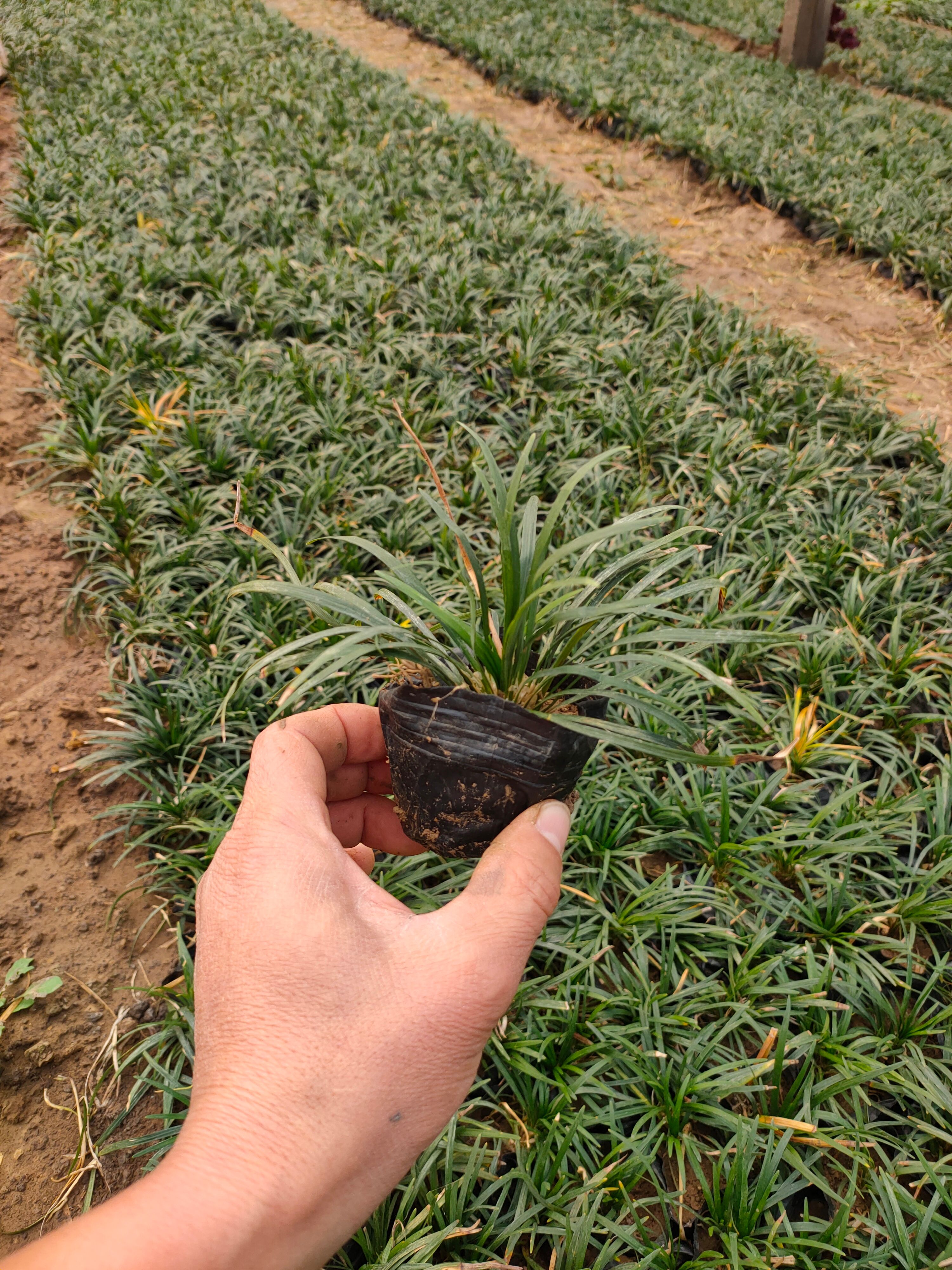 玉龙草种植户，营养钵玉龙草，多芽玉龙草工程苗自产自销