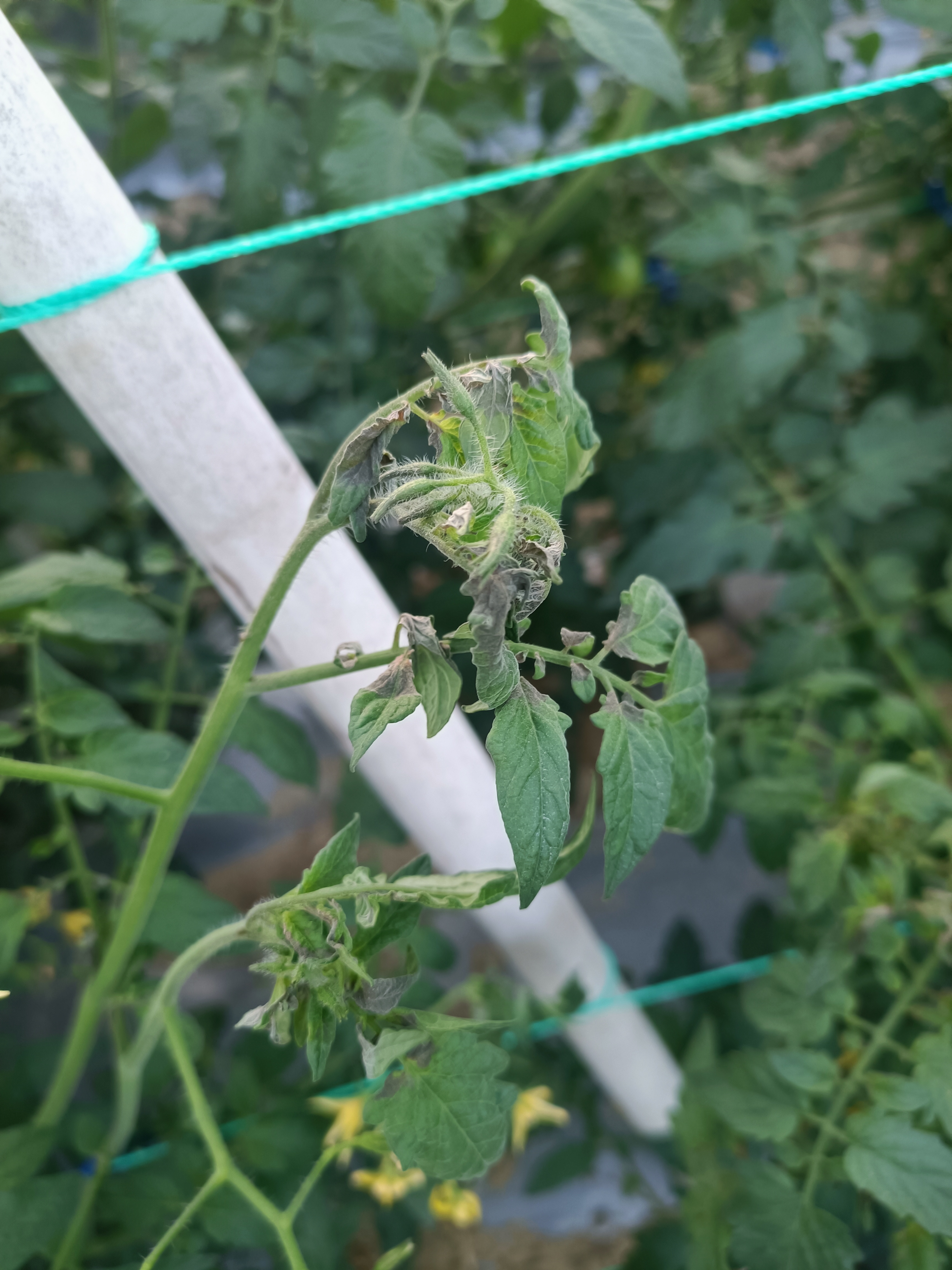 药害图芸苔素药害图矮壮素药害图片农药24表芸苔素药害图片芸苔素内酯