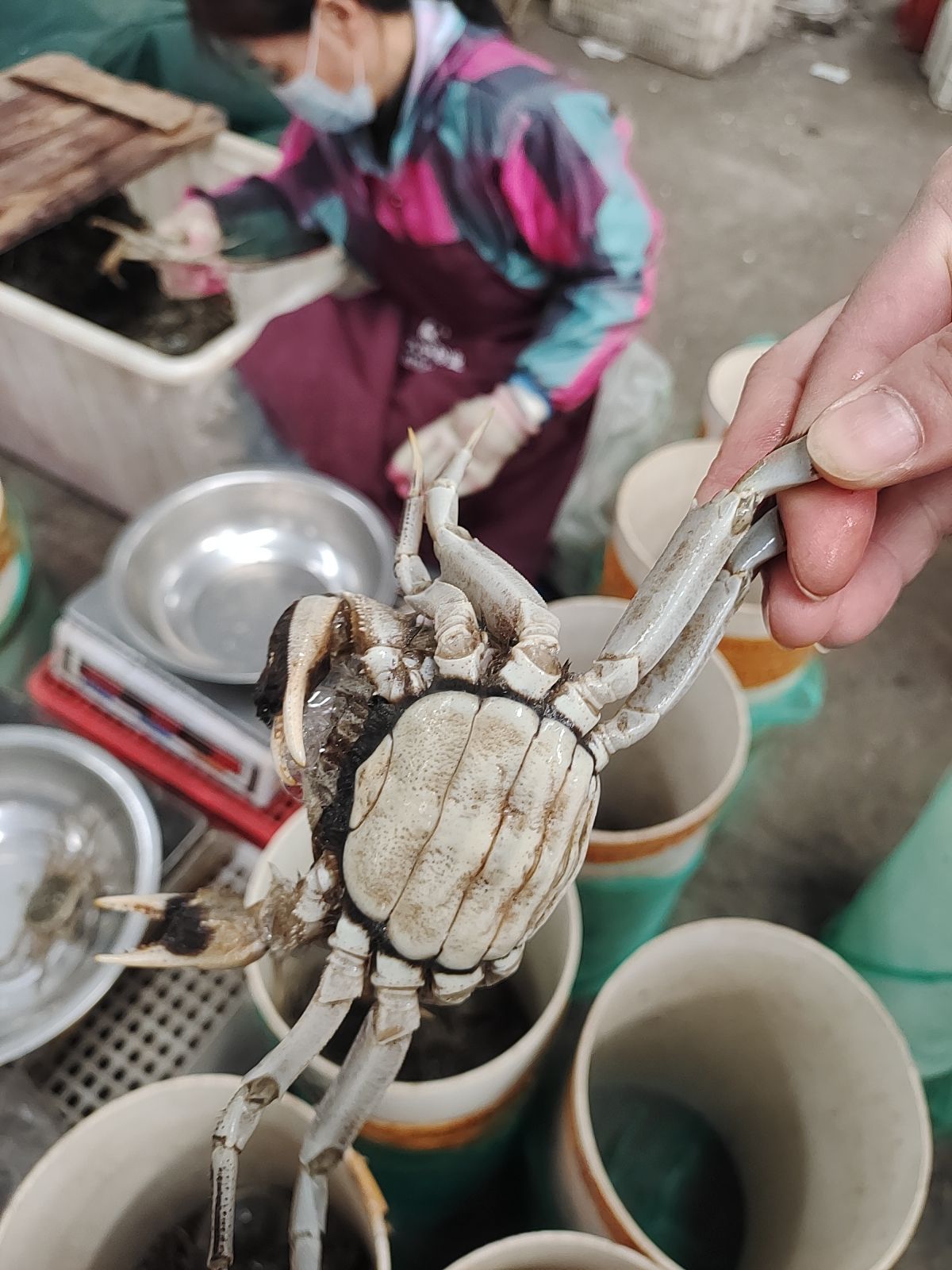 湖北汈汊清水大精品大闸蟹规格足质量好青壳白底一手货源