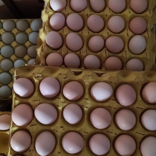 武汉小码土鸡蛋  11个一斤