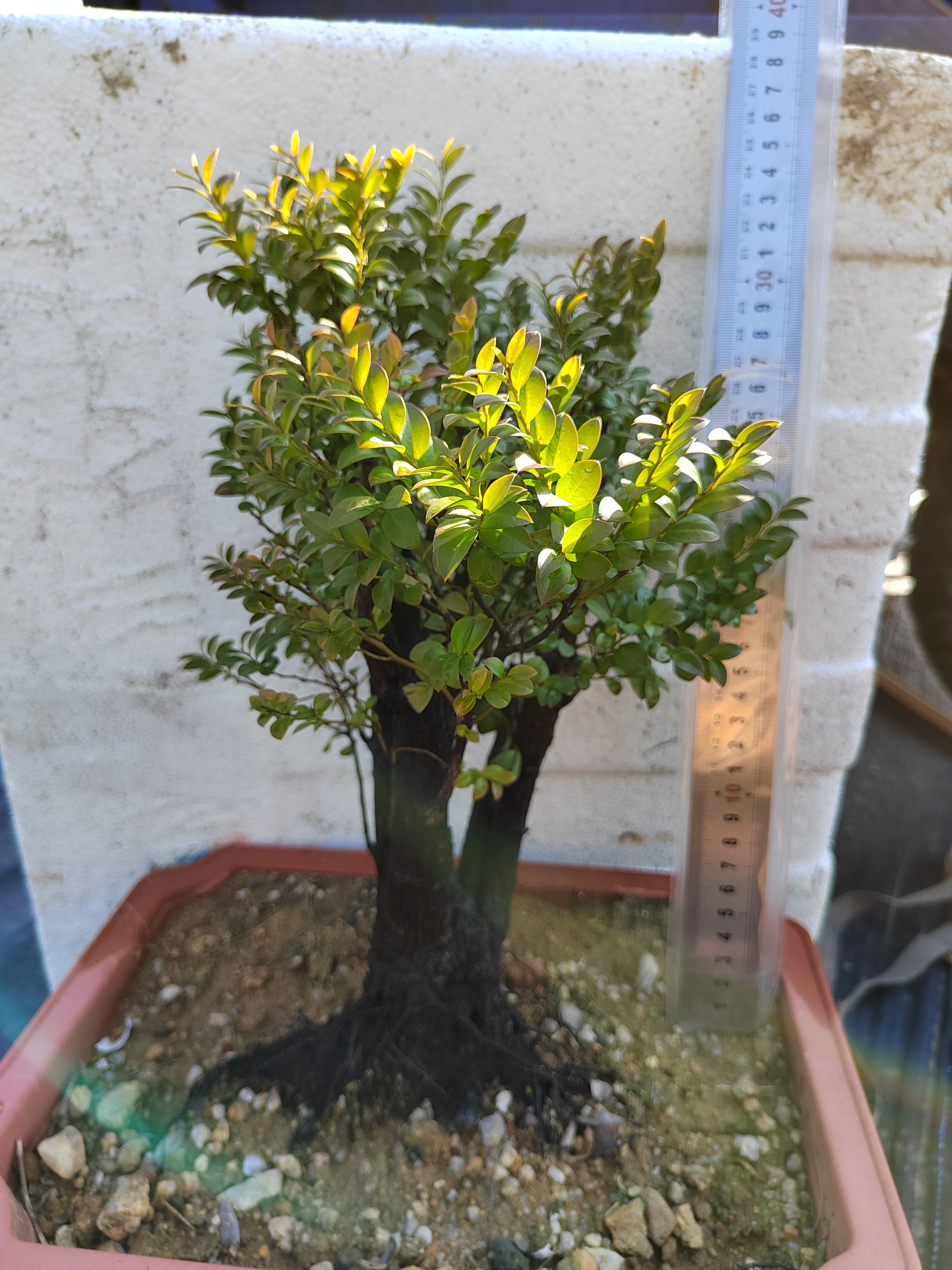 小叶紫檀盆栽 台山红芽小叶紫檀，黑骨茶，净化空气，檀木**，百年精灵，