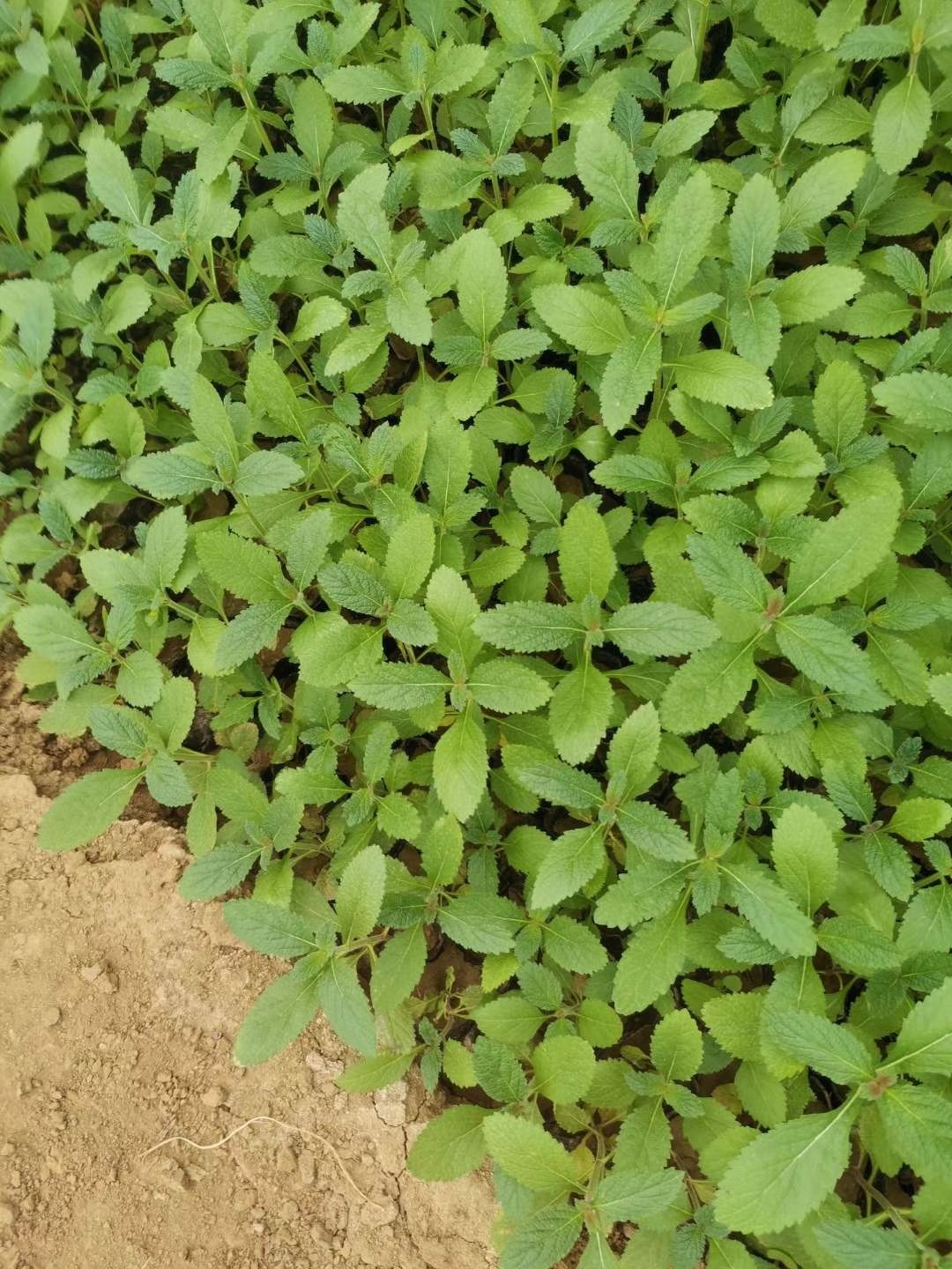 马鞭草种苗 马鞭草，柳叶马鞭草，营养杯苗。