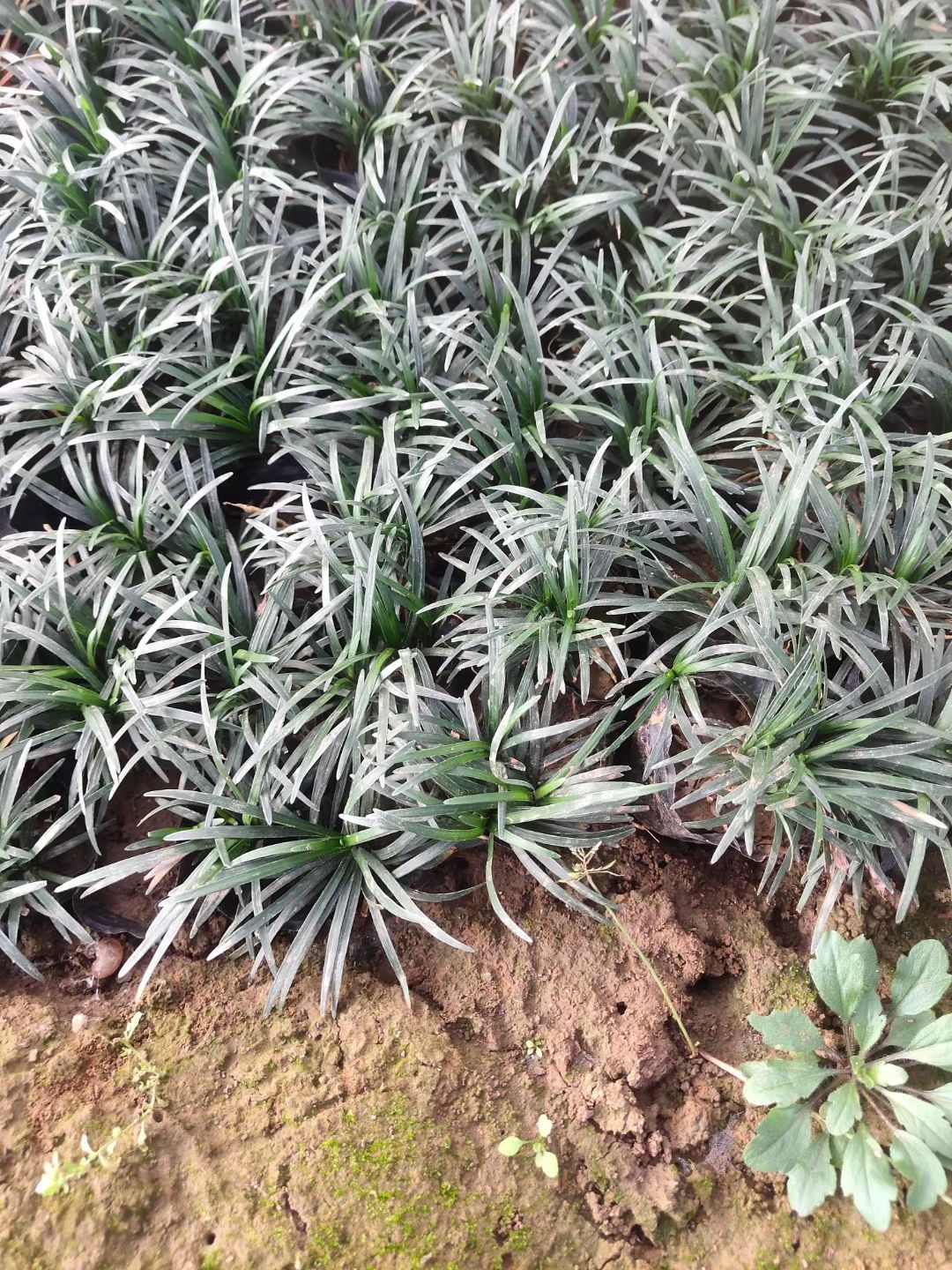 玉龙草种植户，营养钵玉龙草，多芽玉龙草工程苗自产自销