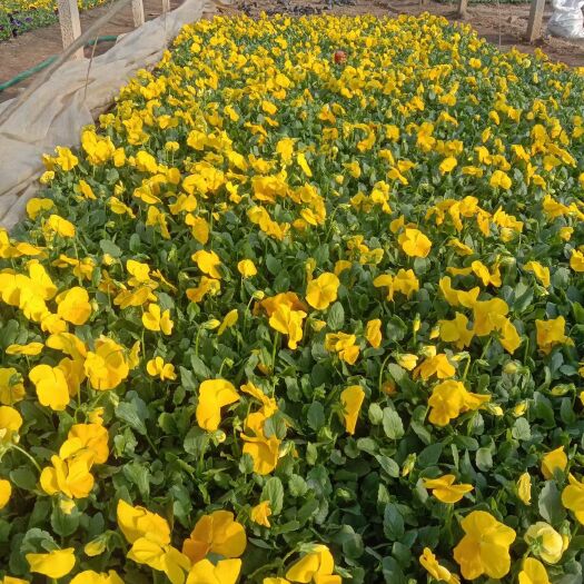 青州市三色堇 各种规格各种花色