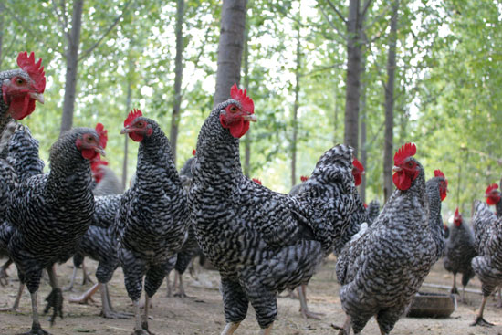 芦花鸡苗  厂家直销正宗黑汶上黑白花鸡苗麻花鸡苗岭芦花花斑羽