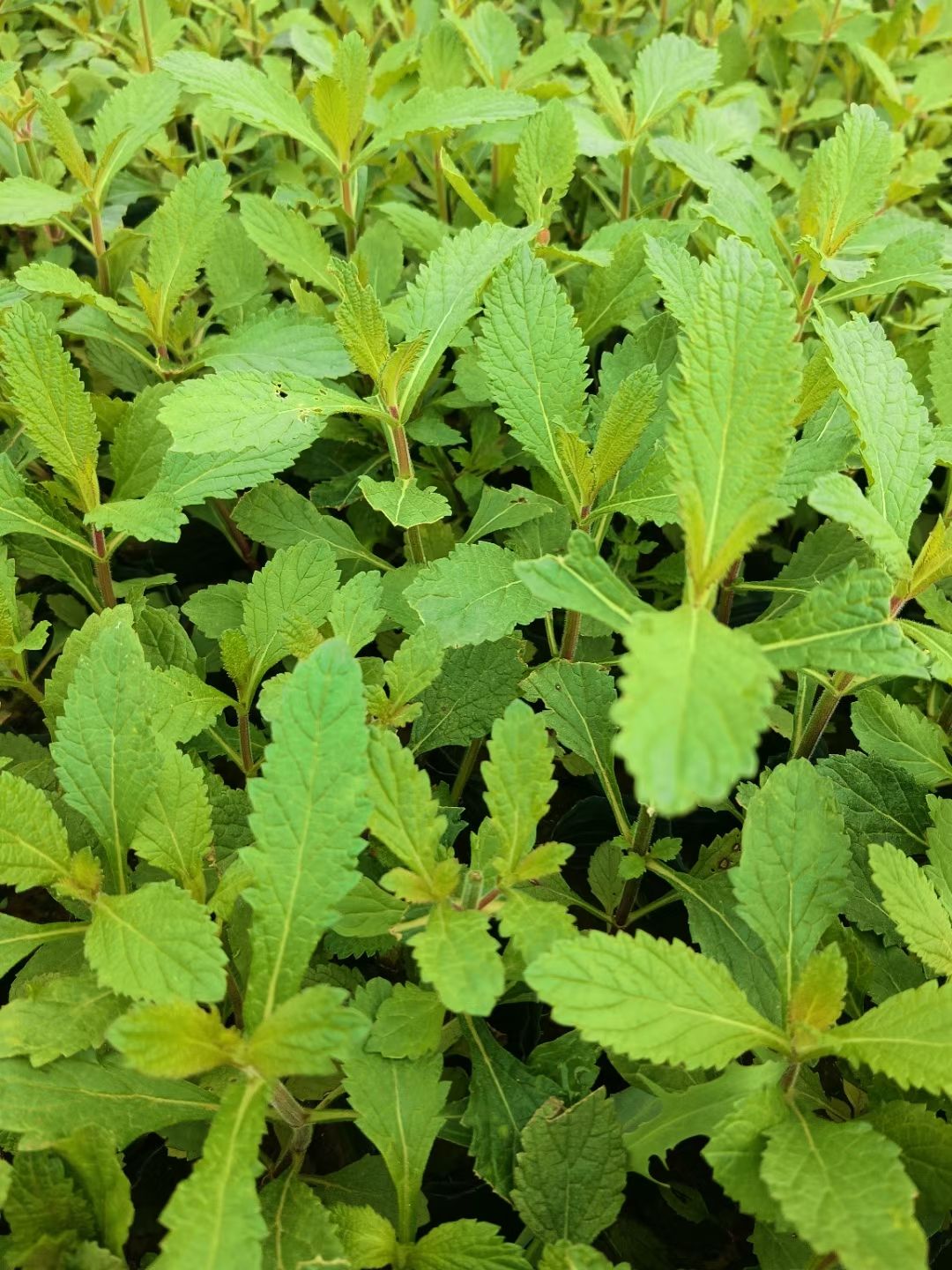 马鞭草种苗 马鞭草，柳叶马鞭草，营养杯苗。