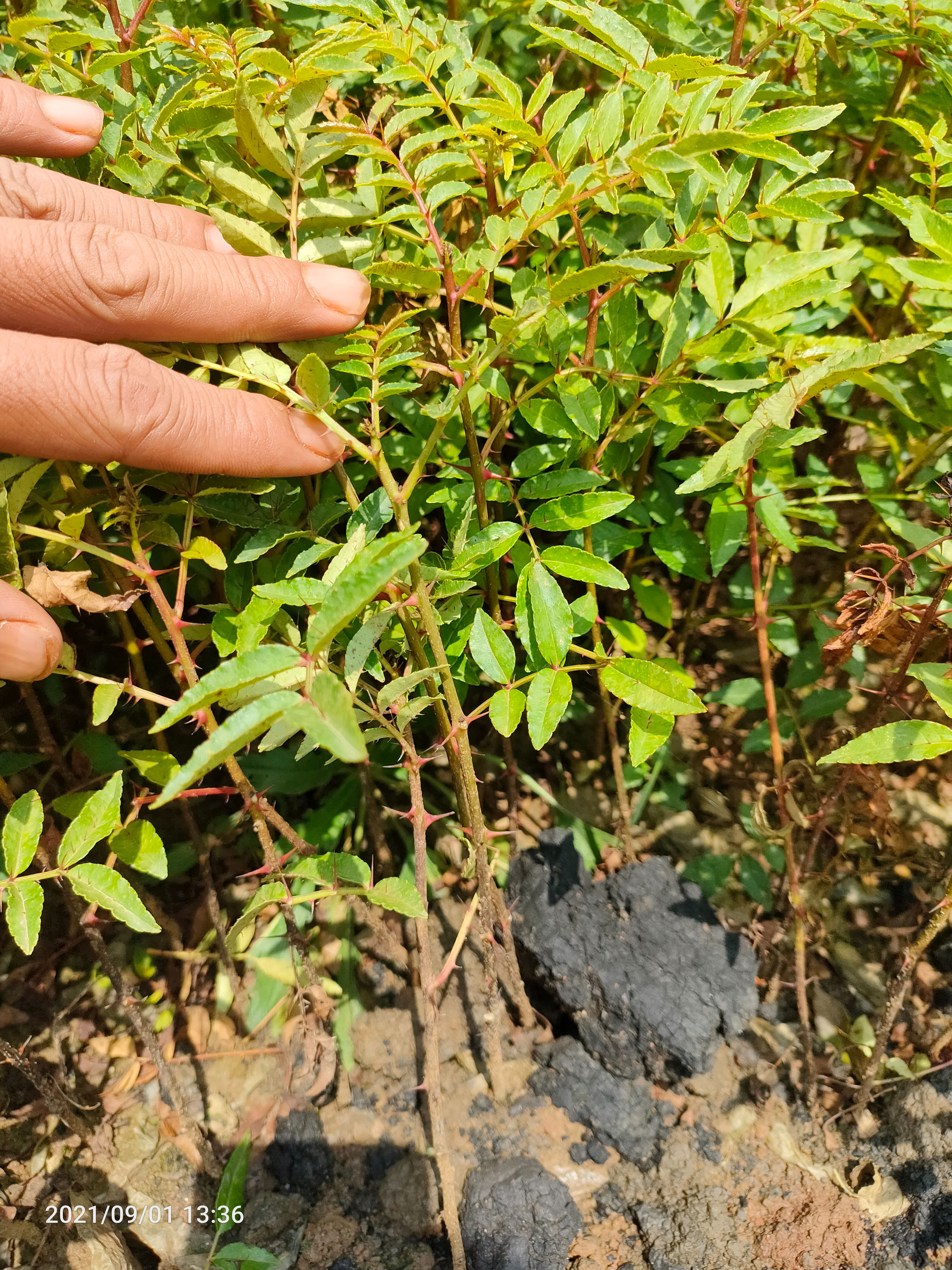 大红袍花椒苗  花椒树 红椒 青椒 大红袍