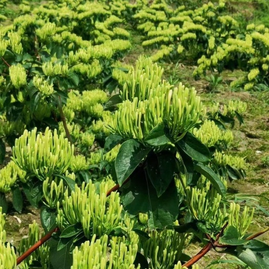隆回县滇银3号金银花苗