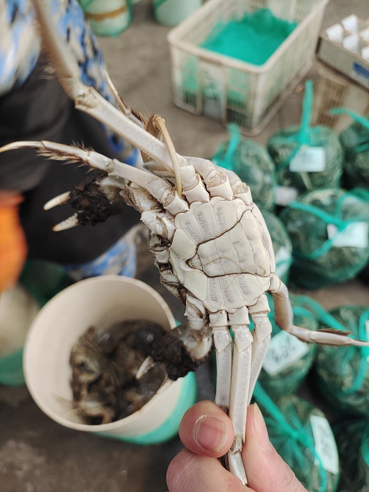 湖北汈汊清水大精品大闸蟹规格足质量好青壳白底一手货源