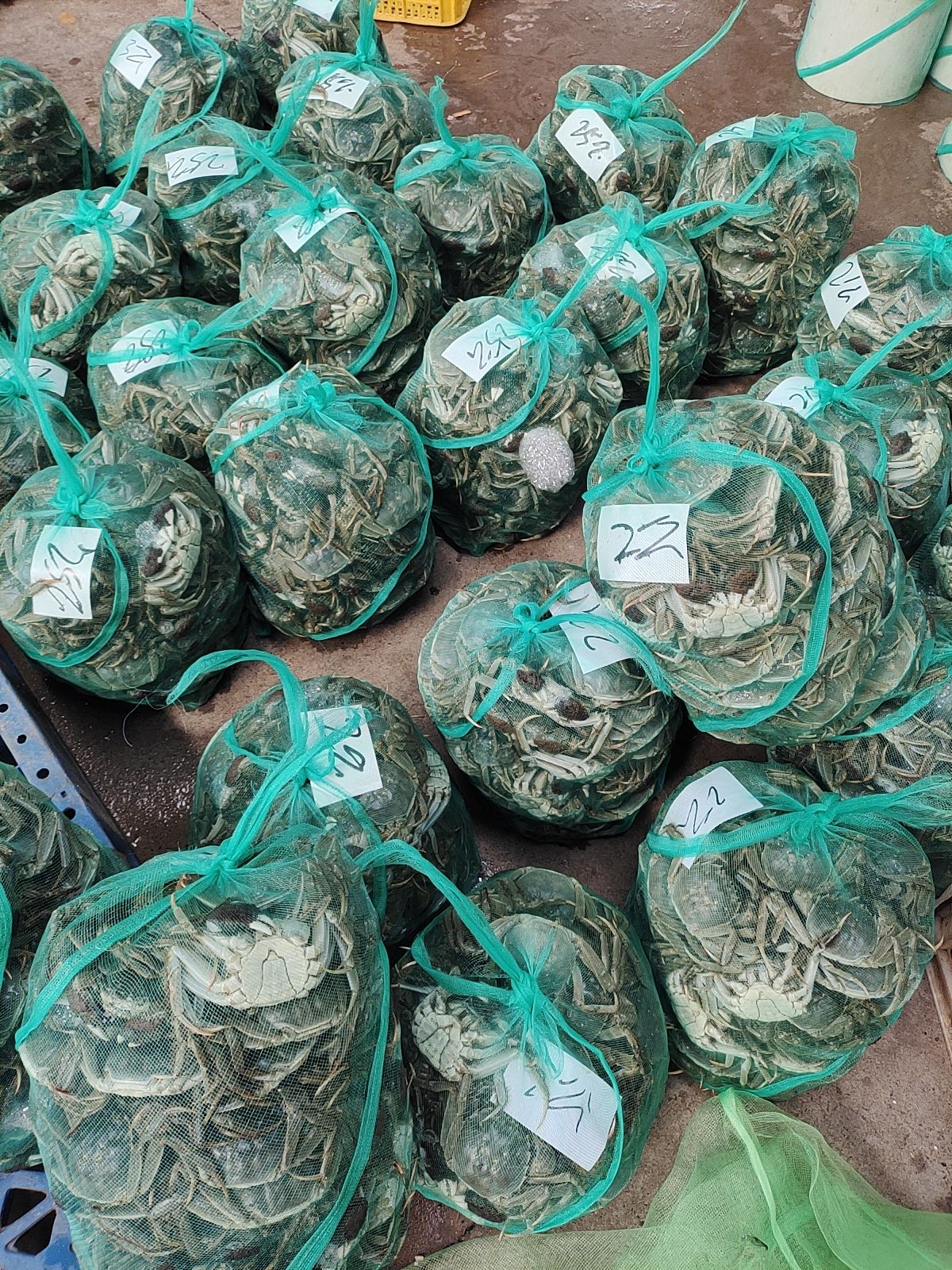 湖北汈汊清水大精品大闸蟹规格足质量好青壳白底一手货源