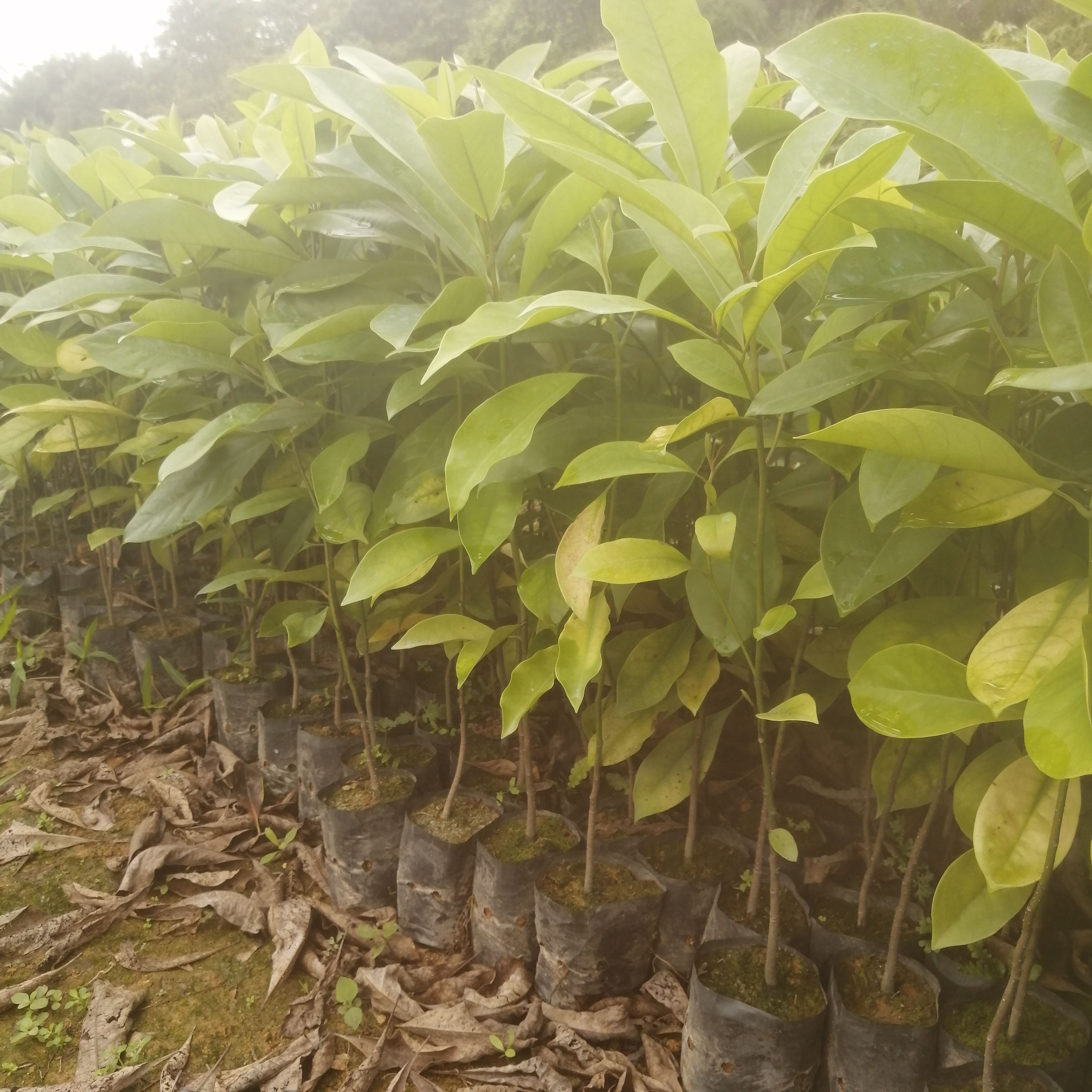 醉香含笑  火力楠小苗 火力楠树苗