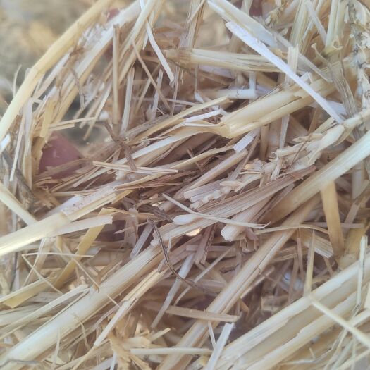 正阳县小麦秸秆 牛 羊 马 
