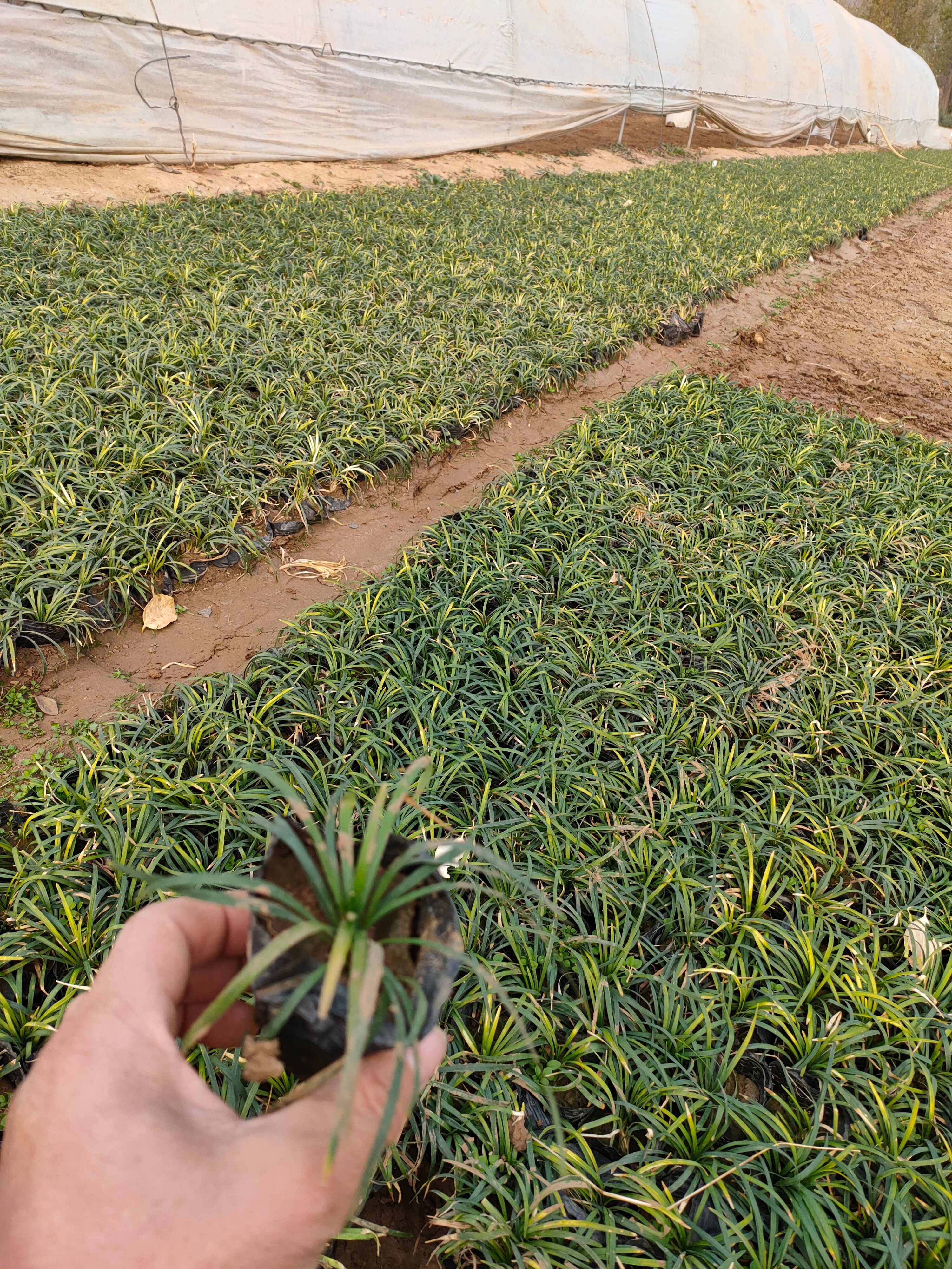 玉龙草种植户，营养钵玉龙草，多芽玉龙草工程苗自产自销