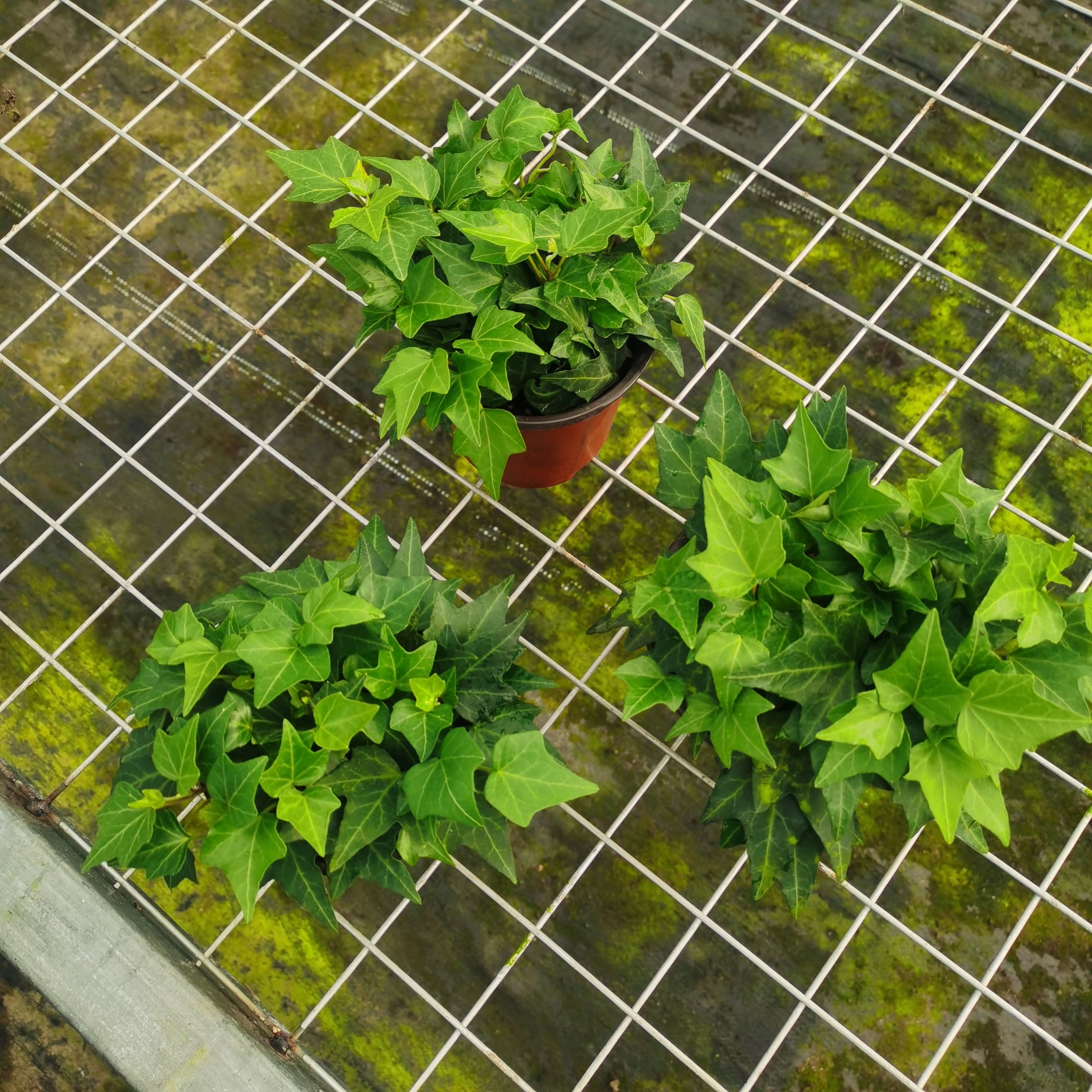 110青叶常春藤 植物墙 立体绿化可用