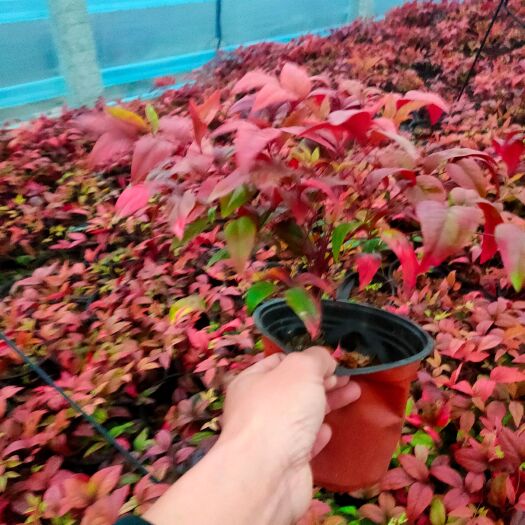 青州市南天竹盆苗  火焰南天竹种植户，红宝石南天竹自产自销大量
