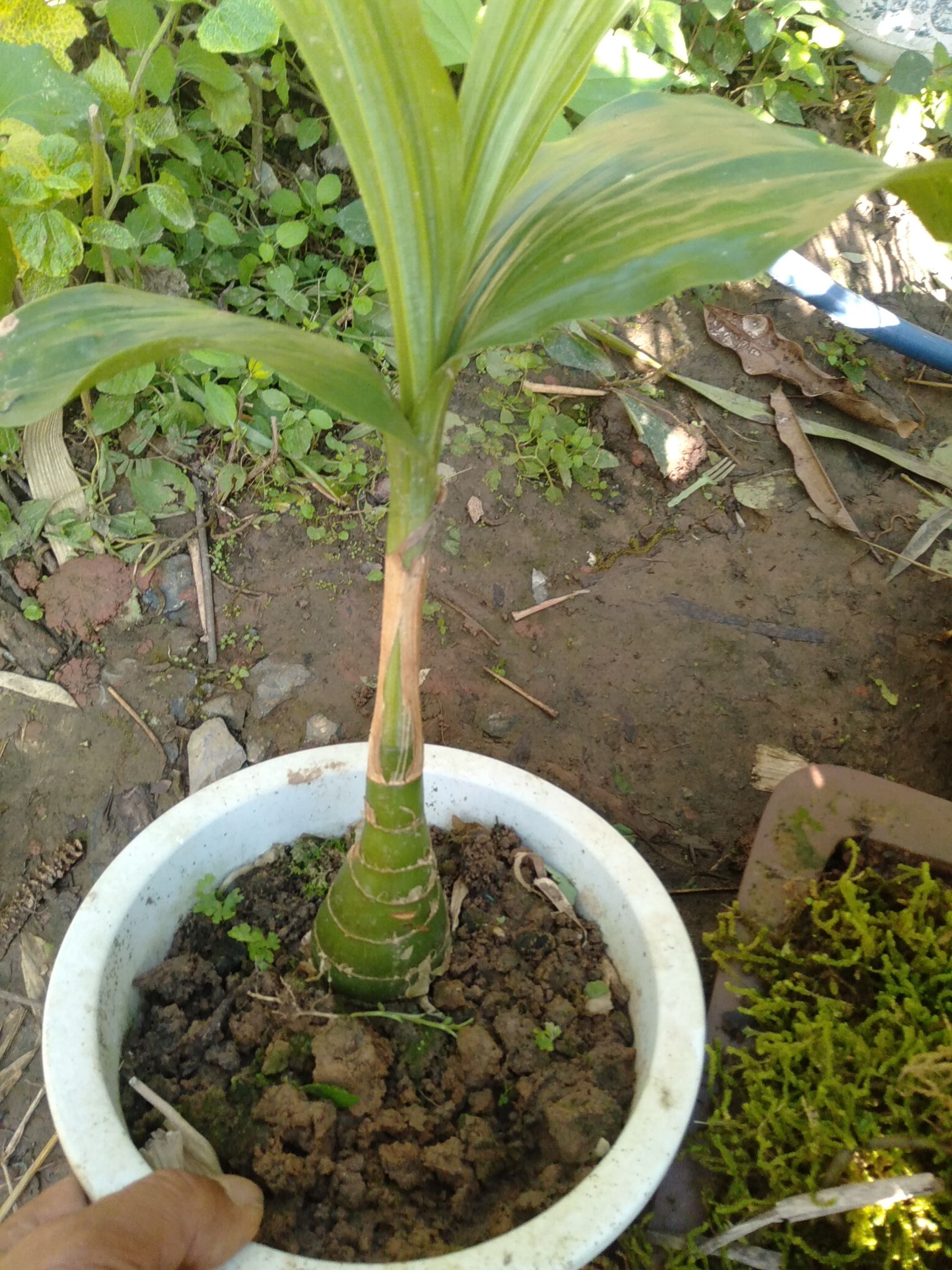 麒麟叶  麒麟燕子尾可水培盆种拍1发5O