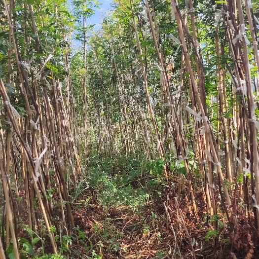 保山 清香木