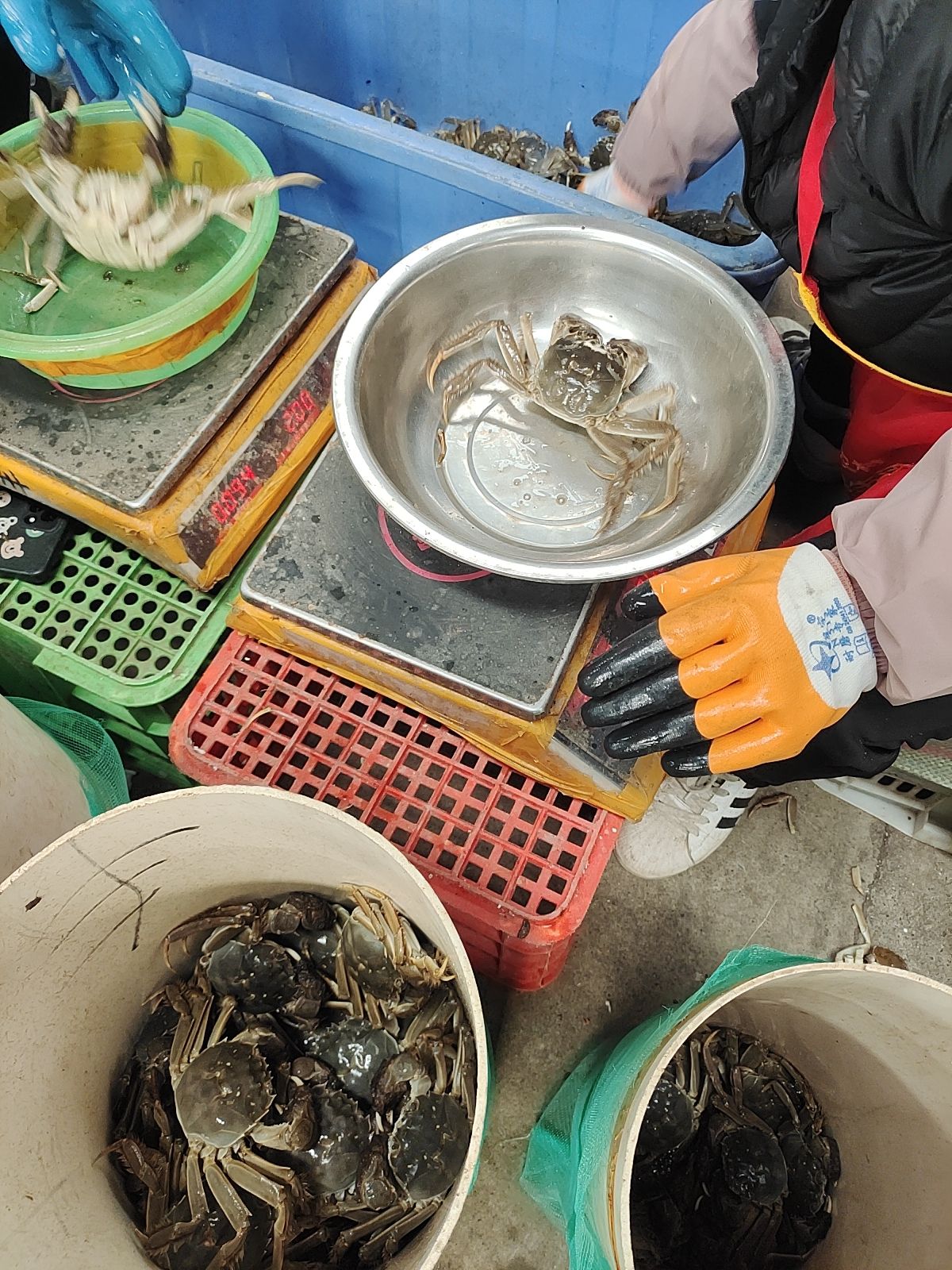 湖北汈汊清水大精品大闸蟹规格足质量好青壳白底一手货源