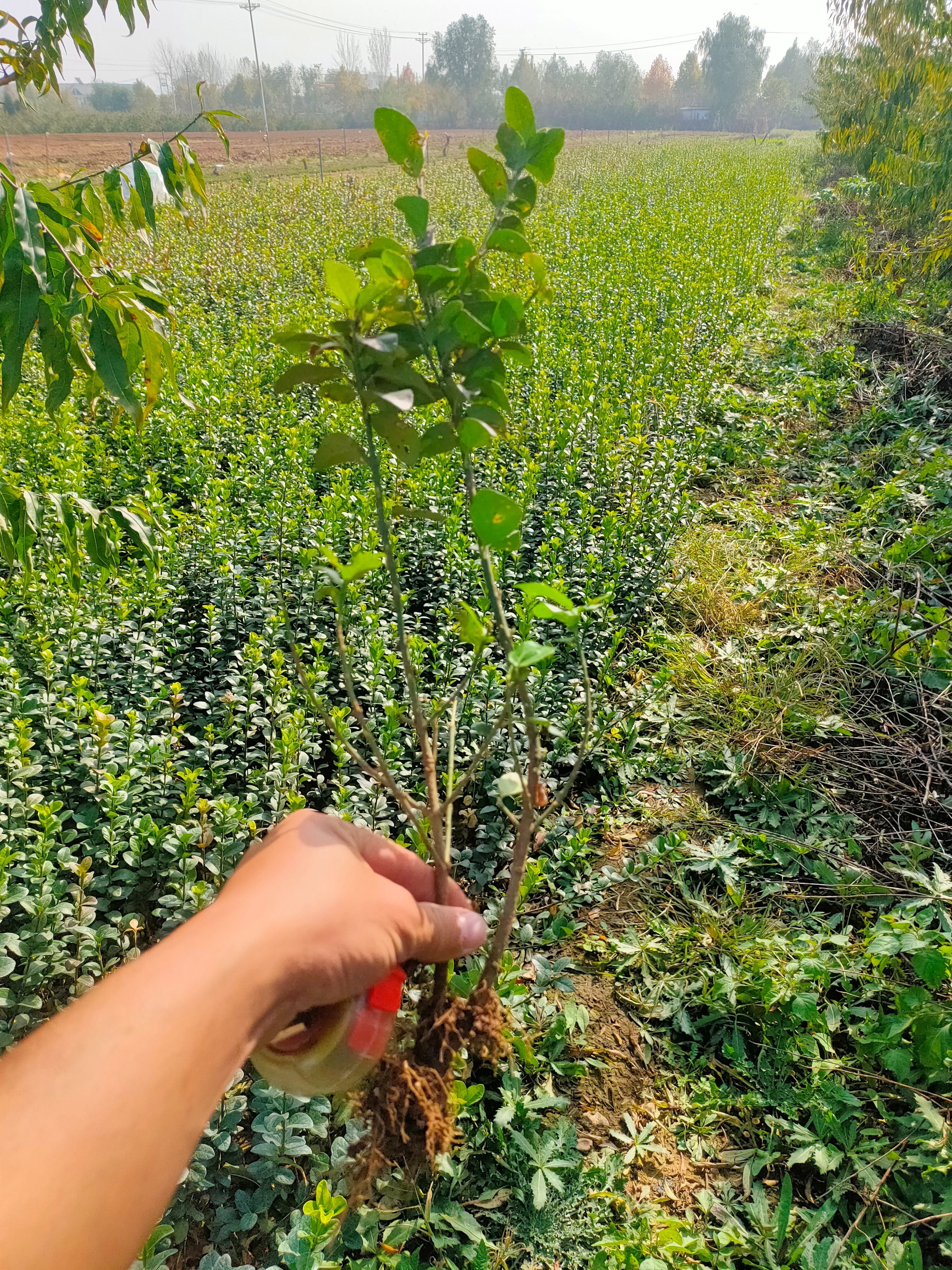 青州市胶东卫矛 卫矛营养钵苗，卫矛工程苗，卫矛专业种植自产自销