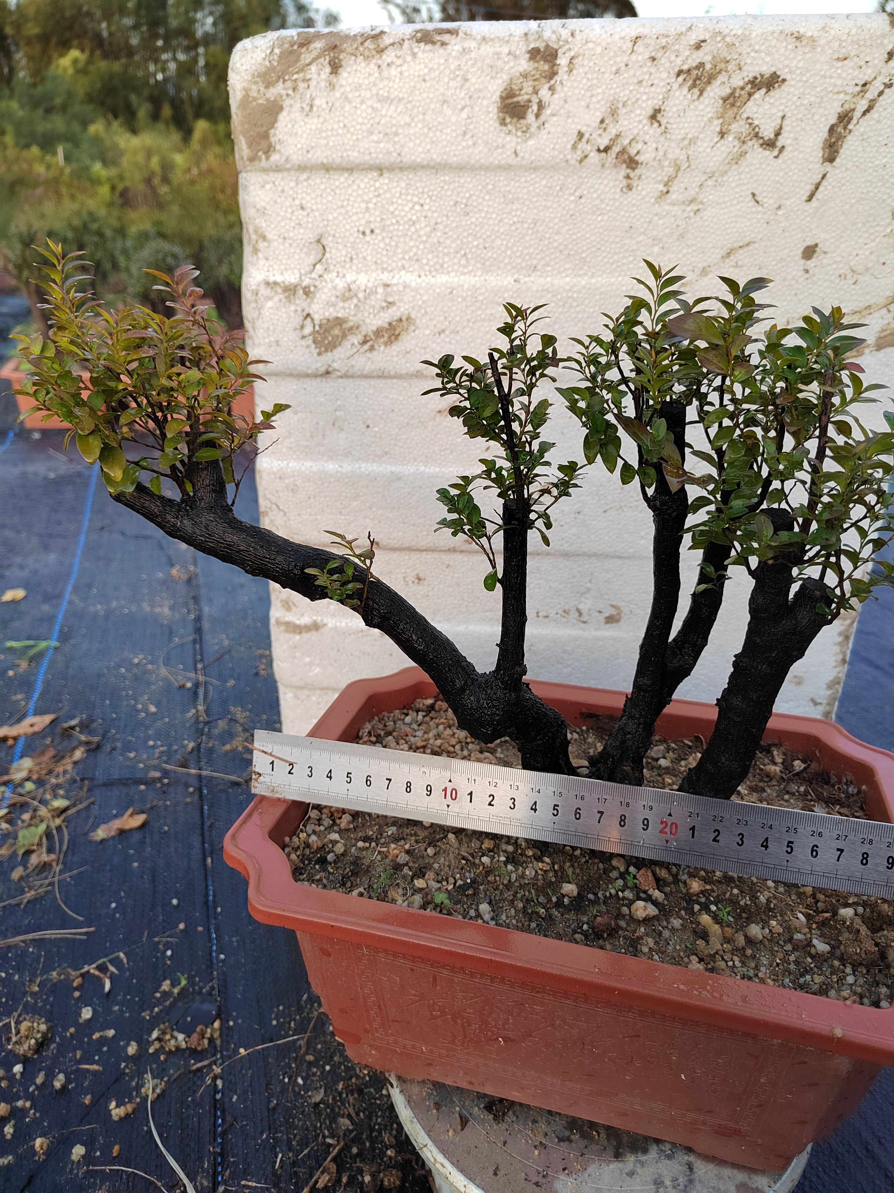 小叶紫檀盆栽 台山红芽小叶紫檀，黑骨茶，净化空气，檀木**，百年精灵，