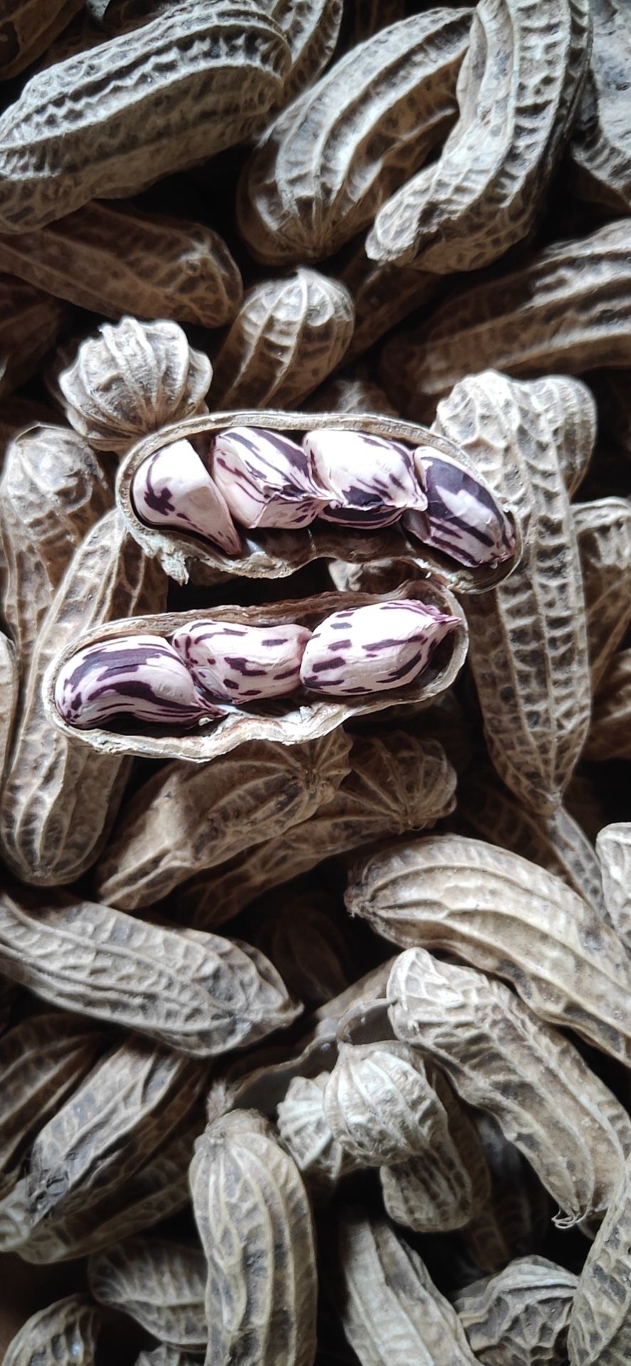 彩色花生 七彩花生