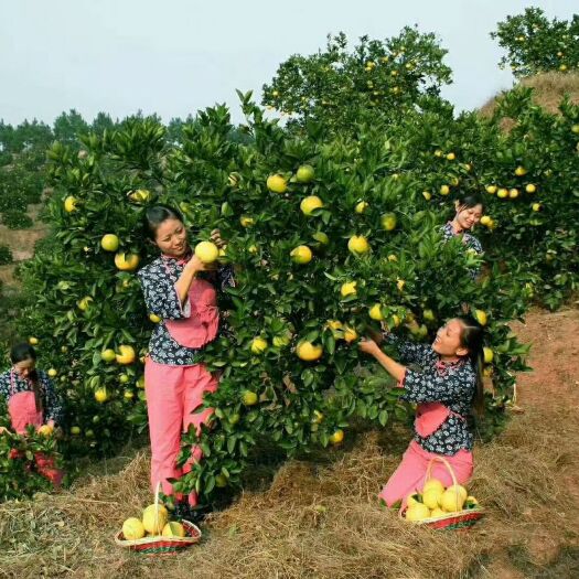 常山县常山胡柚农家种植现摘现发，大量批发产地直销