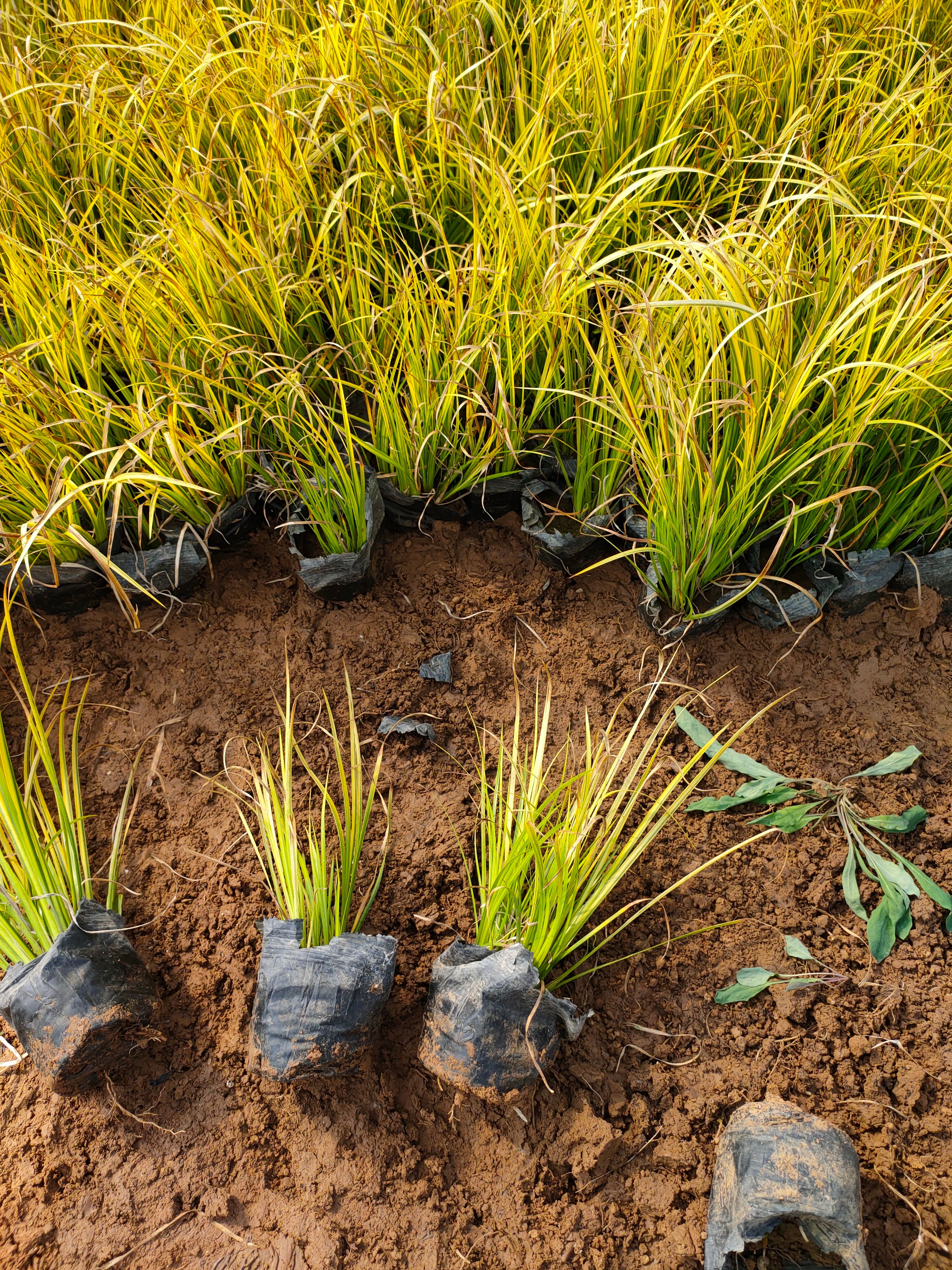 金叶菖蒲双色盆，金叶菖蒲小杯工程苗，金叶菖蒲大量供应