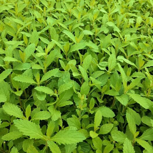 青州市马鞭草种苗 马鞭草，柳叶马鞭草，营养杯苗。