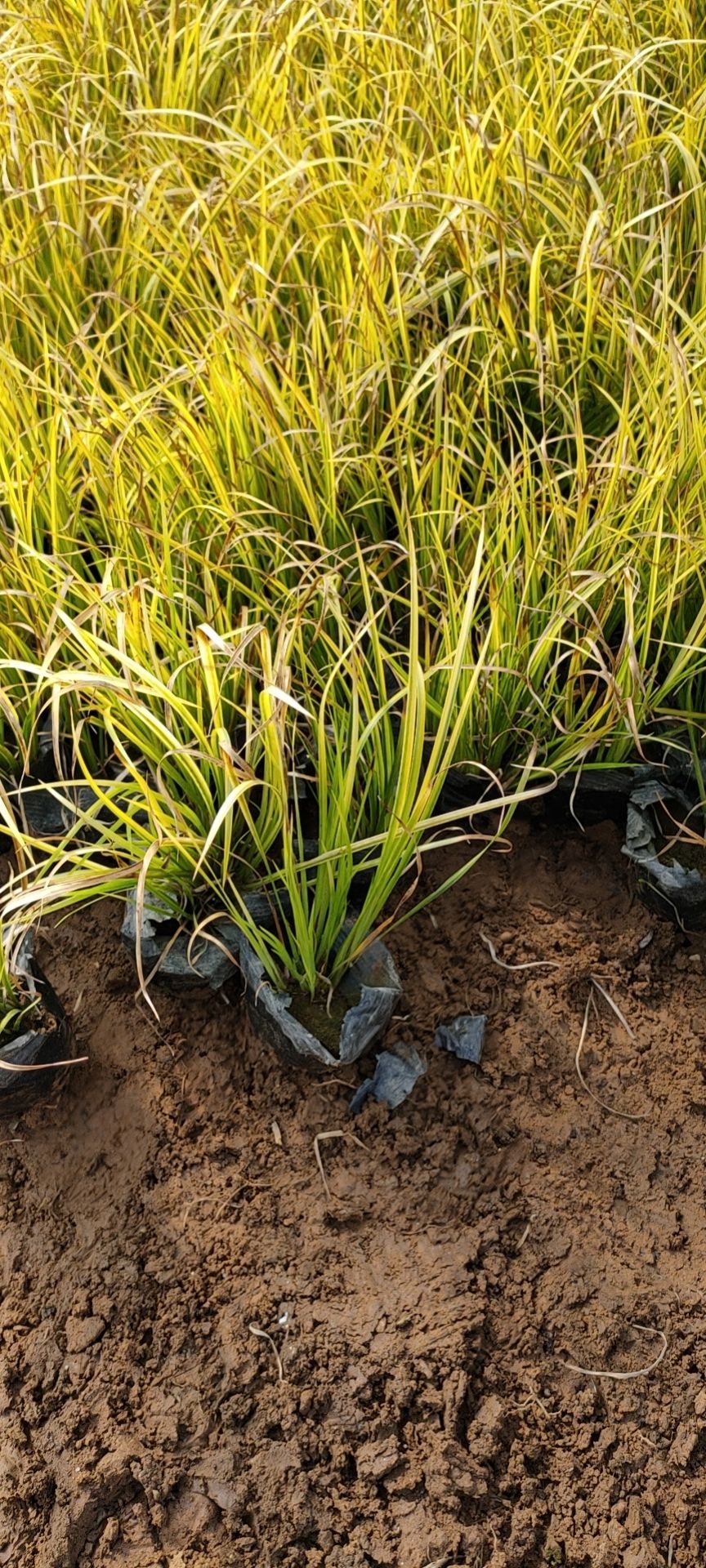 金叶菖蒲双色盆，金叶菖蒲小杯工程苗，金叶菖蒲大量供应