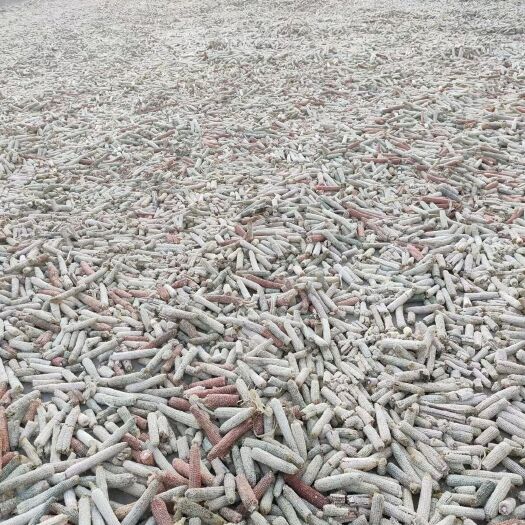  大量出售玉米芯