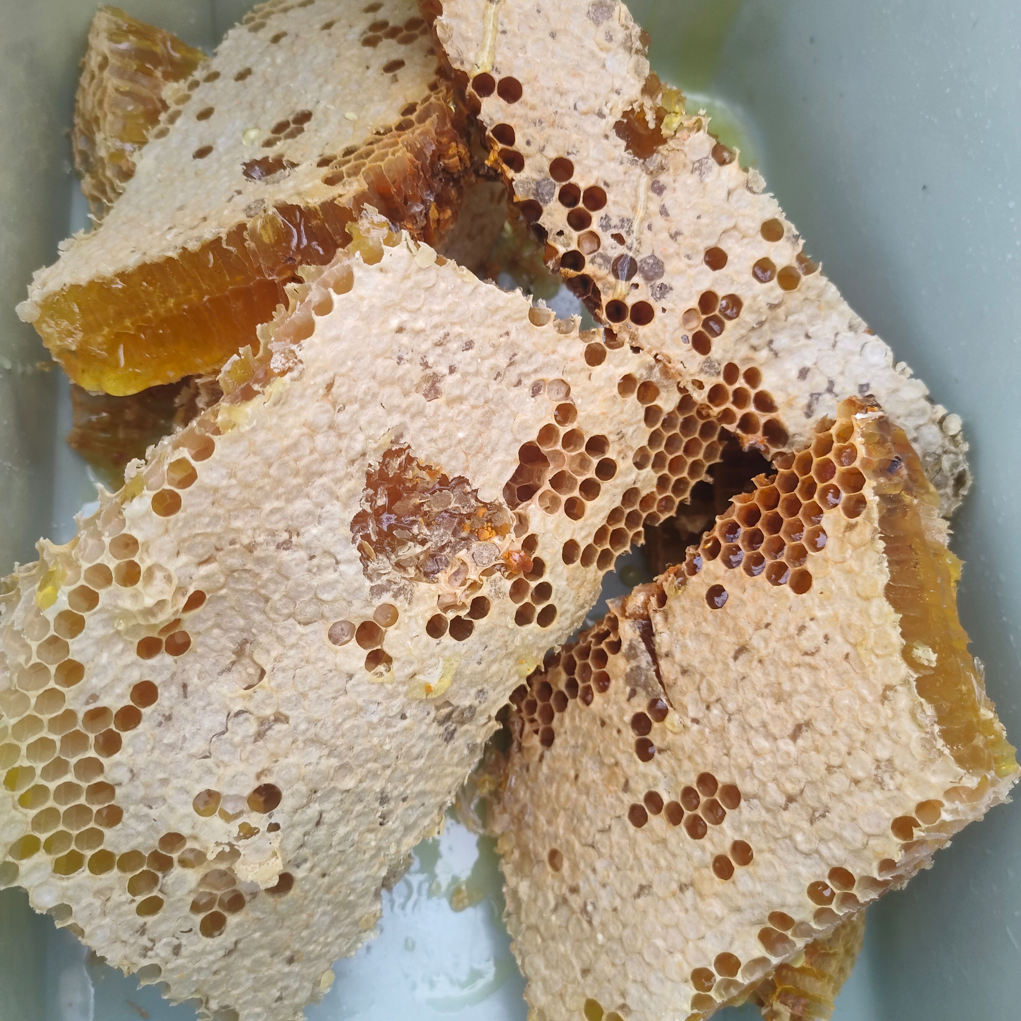  贵州土蜂蜜