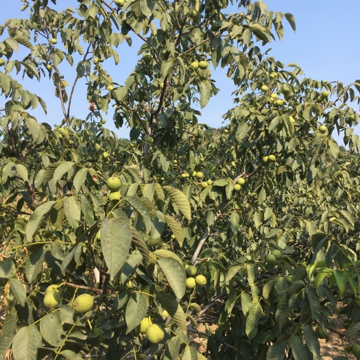 葫芦岛辽宁省建昌县薄皮核桃 天然落地核桃 无水洗 需要的联系