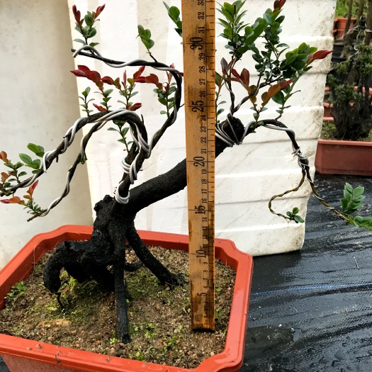 台山市小叶紫檀盆栽 台山红芽小叶紫檀，黑骨茶，百年精灵，檀木镇宅，