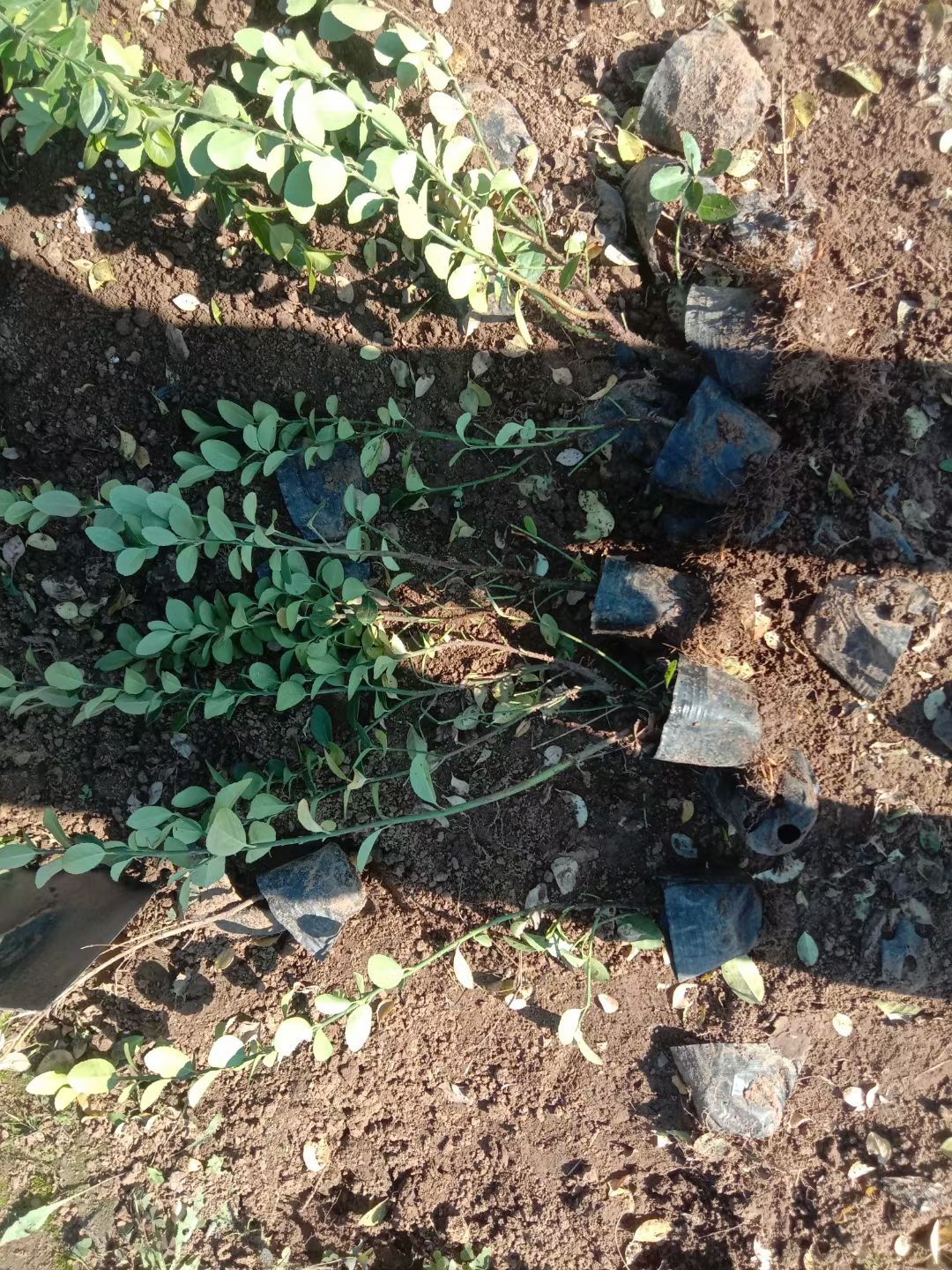 胶东卫矛 卫矛营养钵苗，卫矛工程苗，卫矛专业种植自产自销
