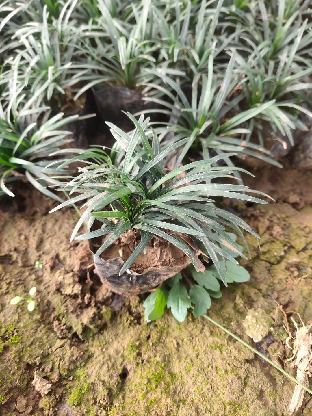 玉龙草种植户，营养钵玉龙草，多芽玉龙草工程苗自产自销