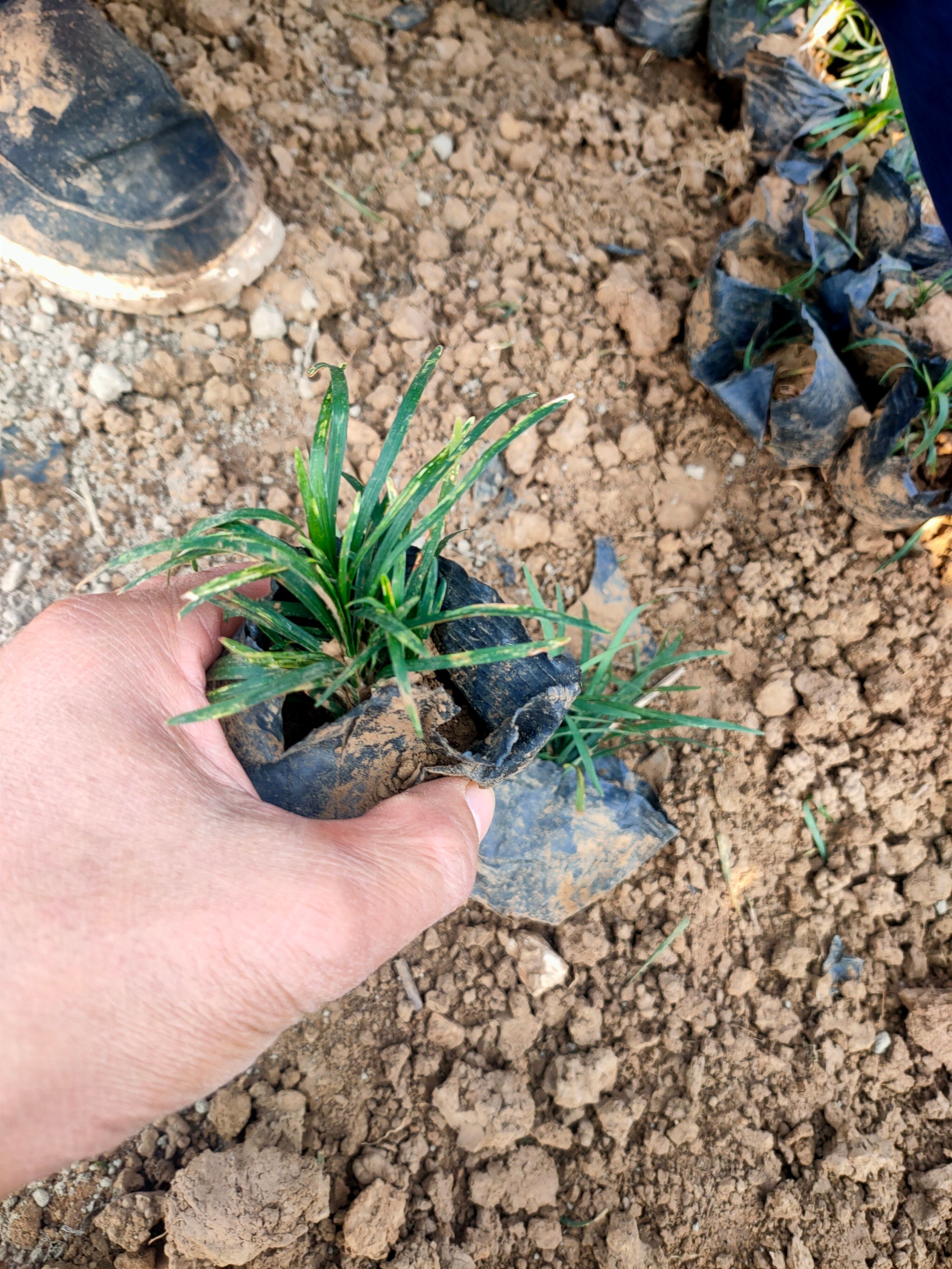 玉龙草种植户，营养钵玉龙草，多芽玉龙草工程苗自产自销