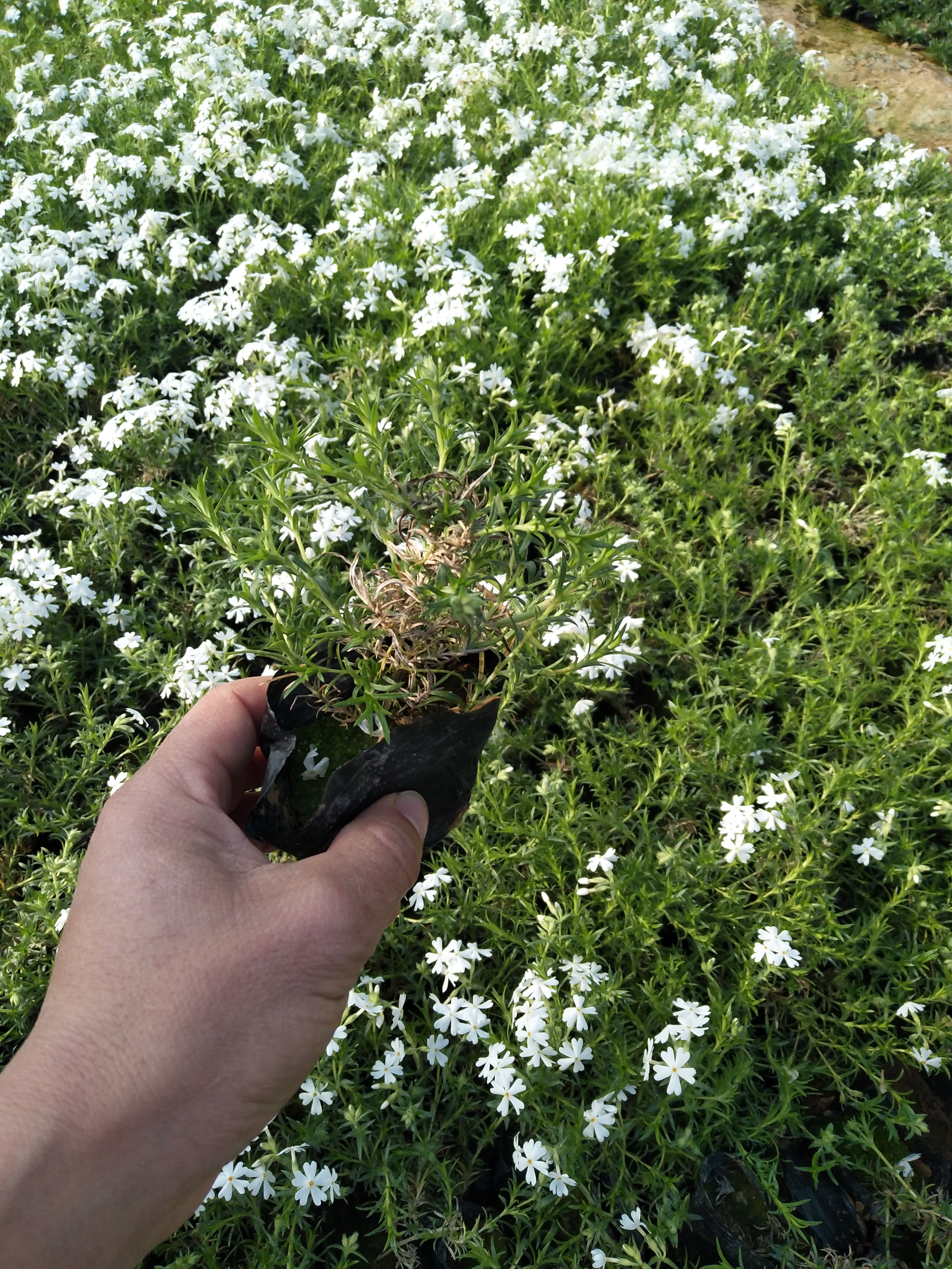 福禄考 芝樱花花海苗种植，营养钵芝樱花，芝樱花玖红，雪青.粉色、白色