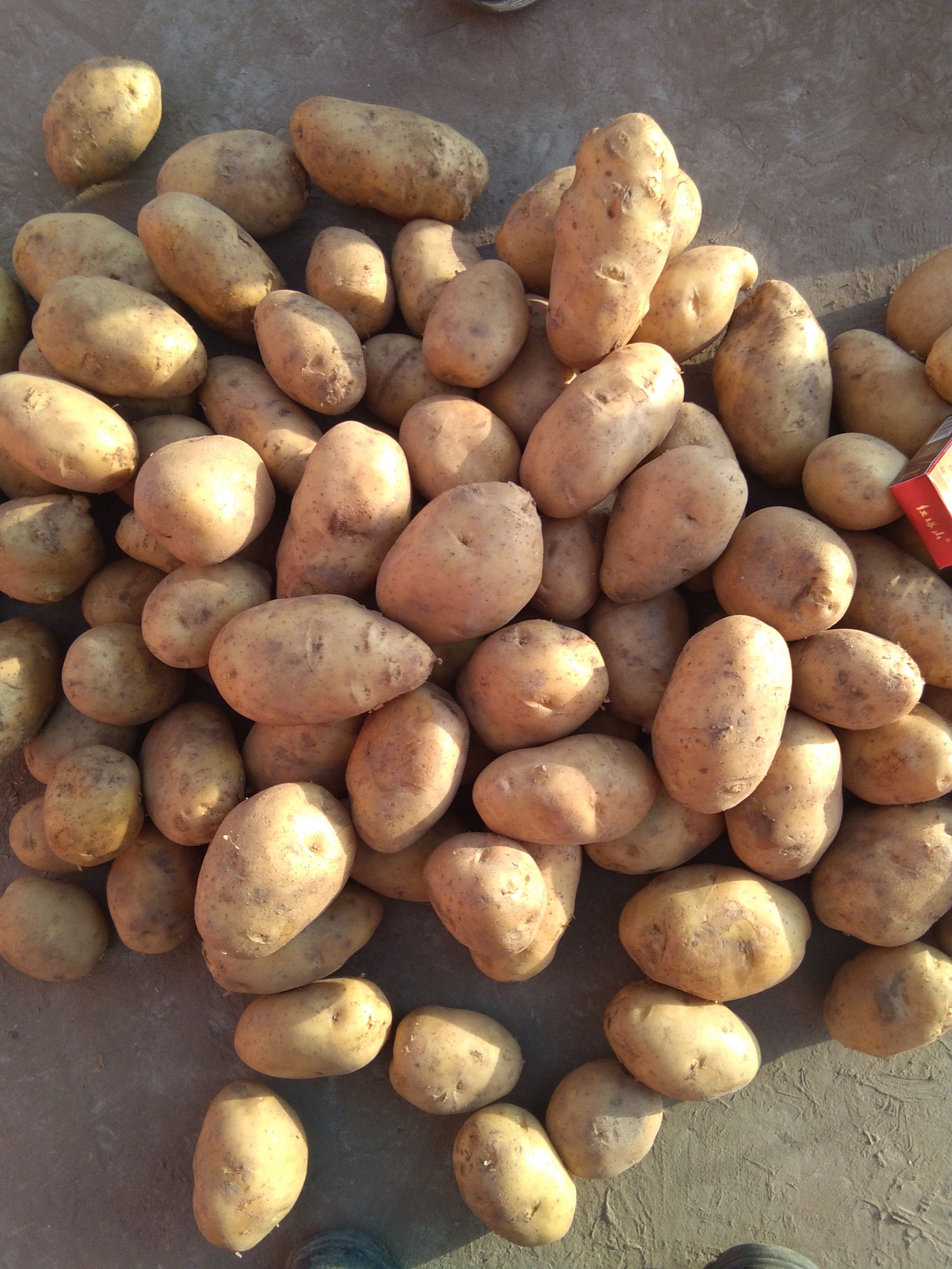 土豆种薯：纯度高亩产高，适应范围广。