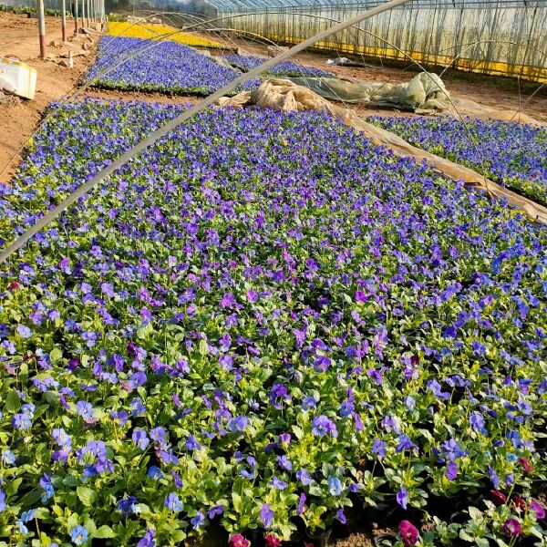 冬季花卉品种，三色堇花卉，角堇花卉工程苗上市