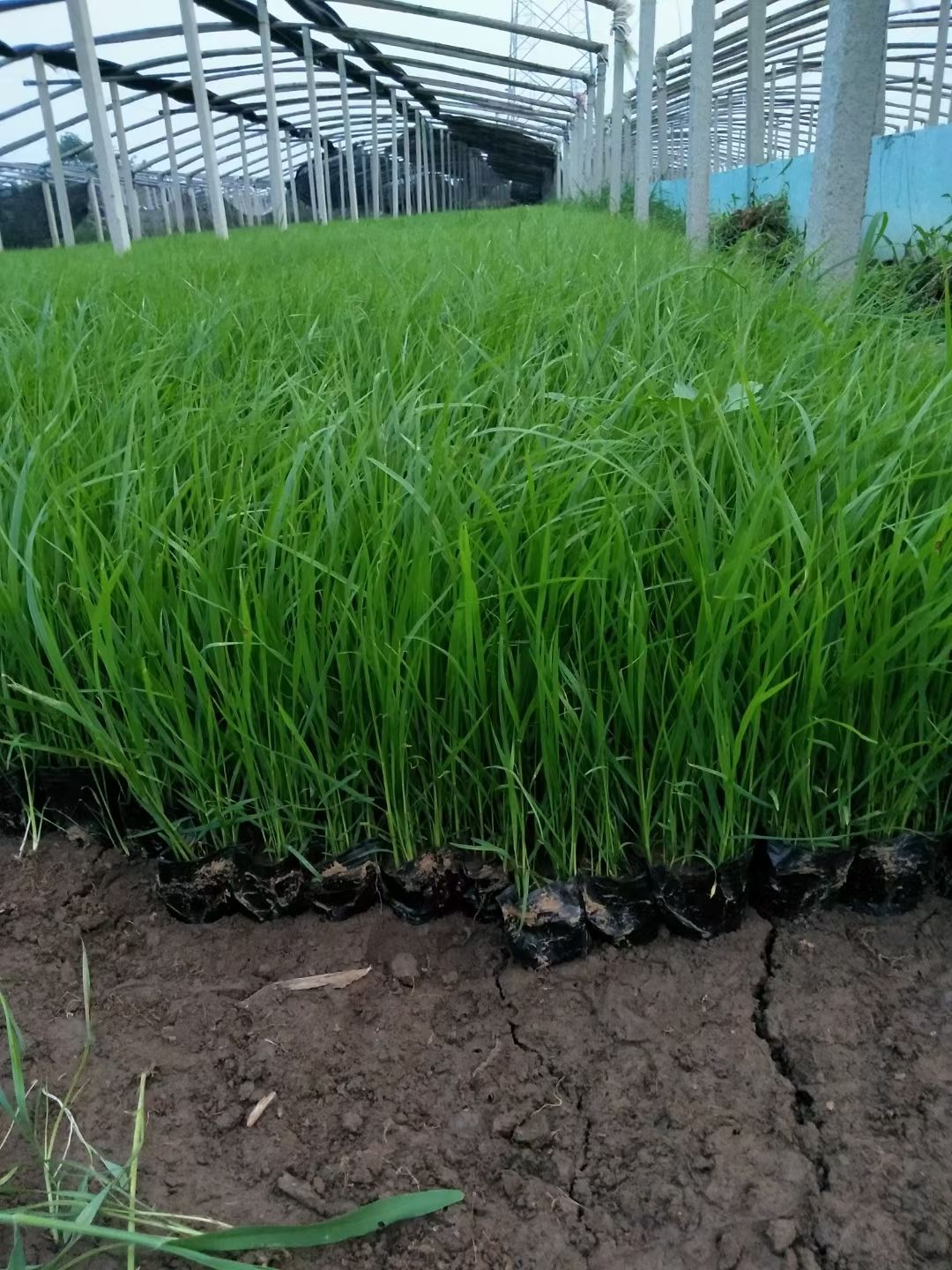 狼尾草  紫穗尾草  紫穗狗尾草  紫穗观赏草 尾草