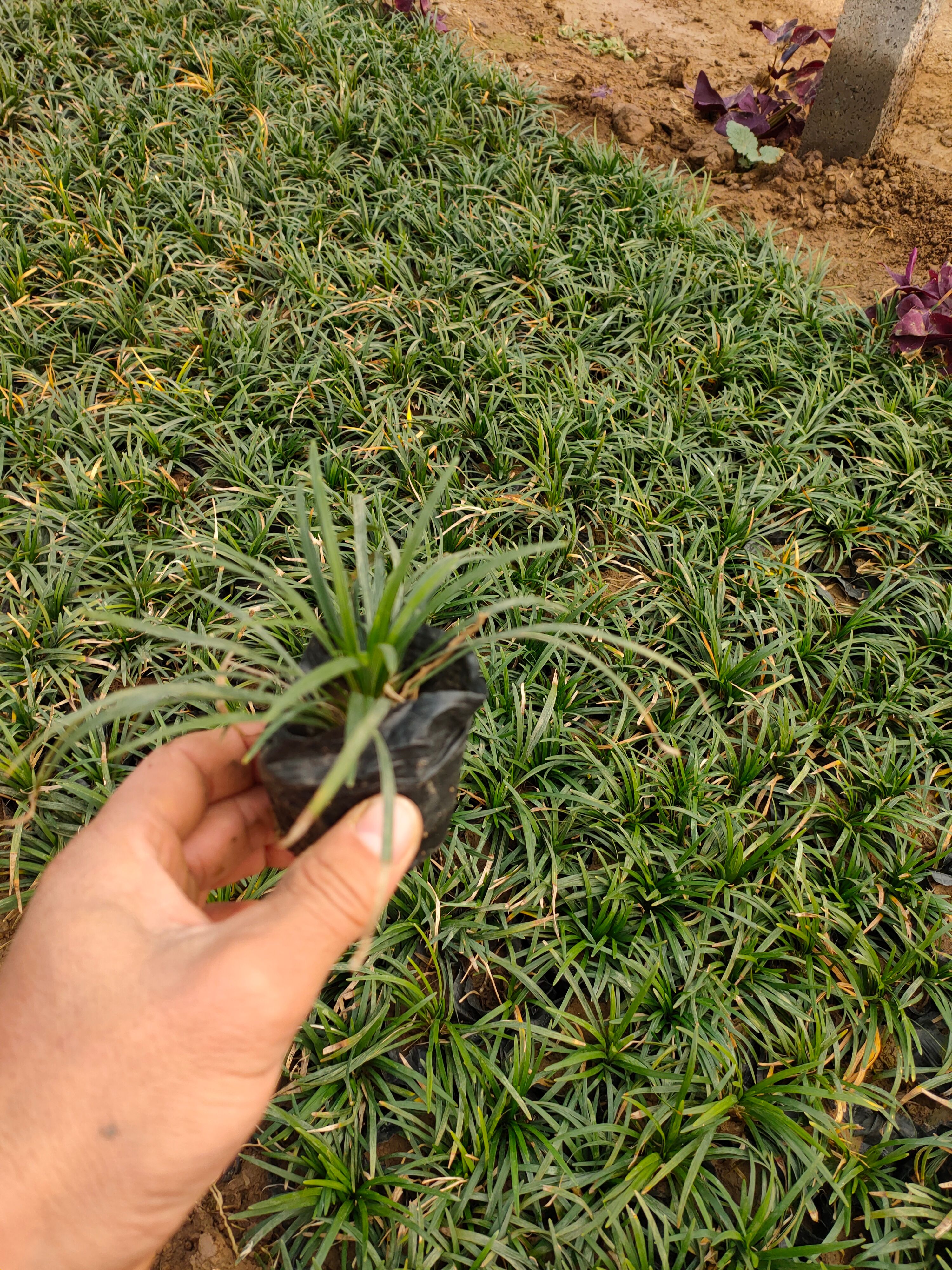 玉龙草种植户，营养钵玉龙草，多芽玉龙草工程苗自产自销