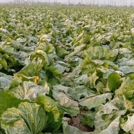 临城县黄心大白菜 大白菜