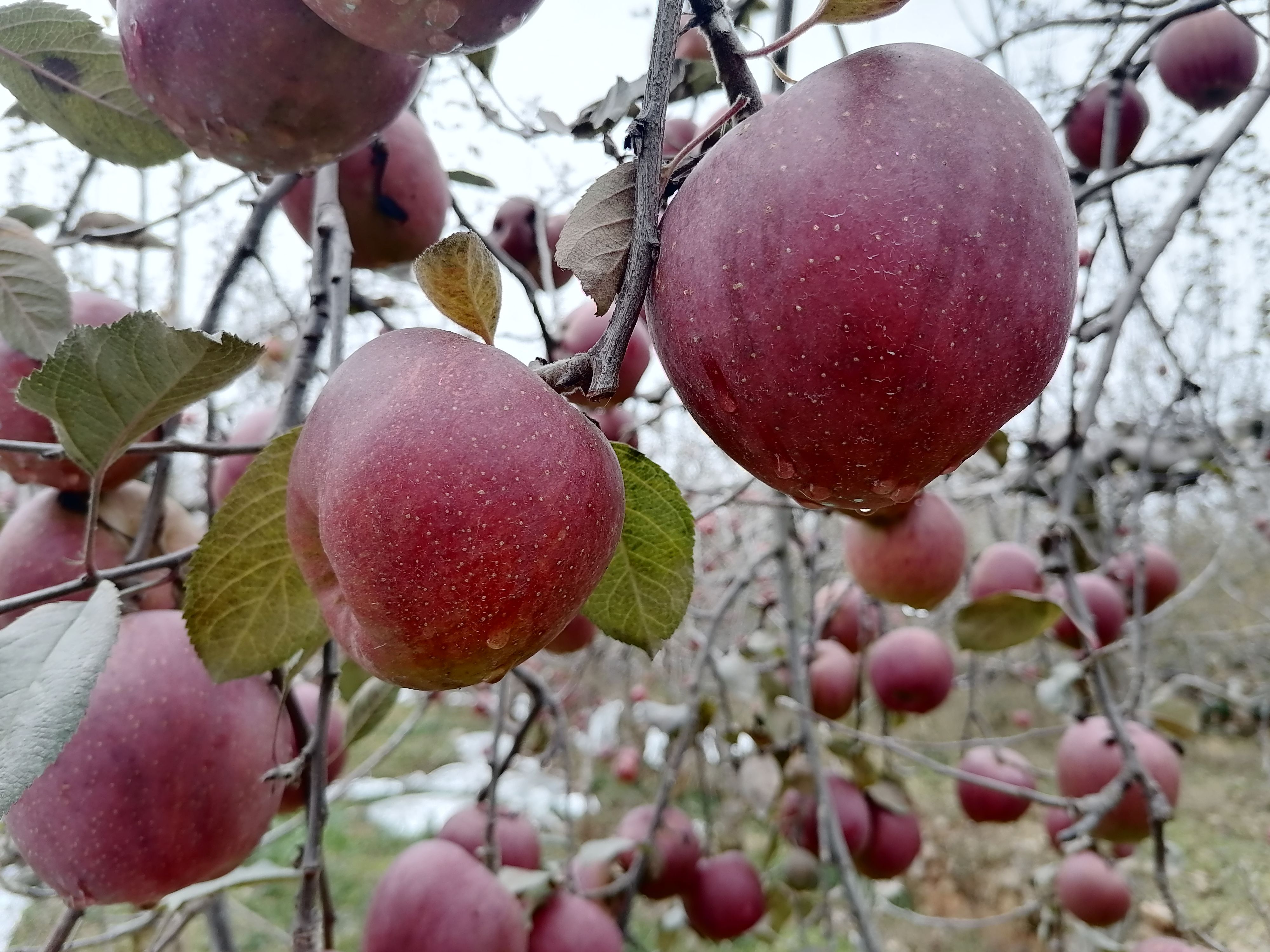 红富士苹果 云南昭通糖心苹果