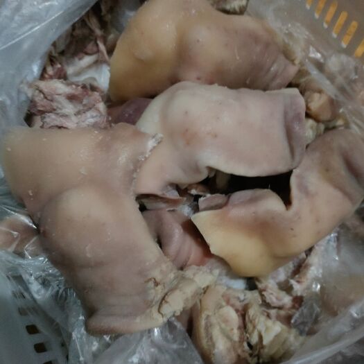 肥东县猪嘴 猪拱嘴，全熟无味回去下锅
