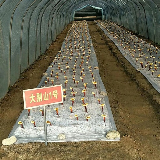 亳州产地大货 大别山椴木灵芝孢子粉 大货批发30公斤一件包含量