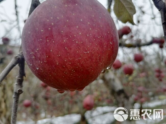 红富士苹果 云南昭通糖心苹果