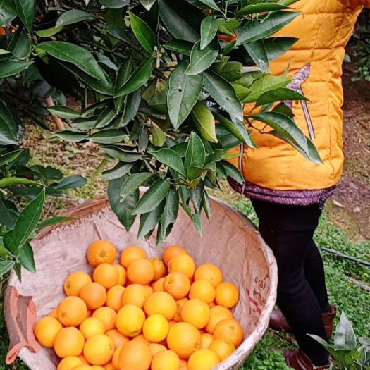 秭归县纽荷尔脐橙 湖北省宜昌市秭归县